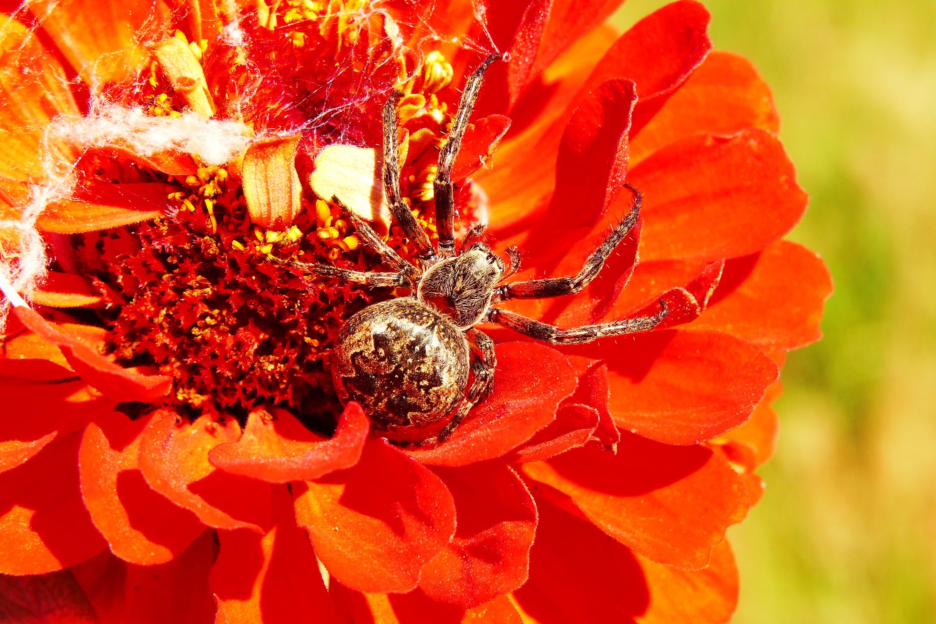 petal, flower head, phobia, invertebrate, growth, scary, 2K, garden, animals, hairy, vulnerability, kołosz slit, beauty in nature, insect, plant, arachnids, HD Wallpaper
