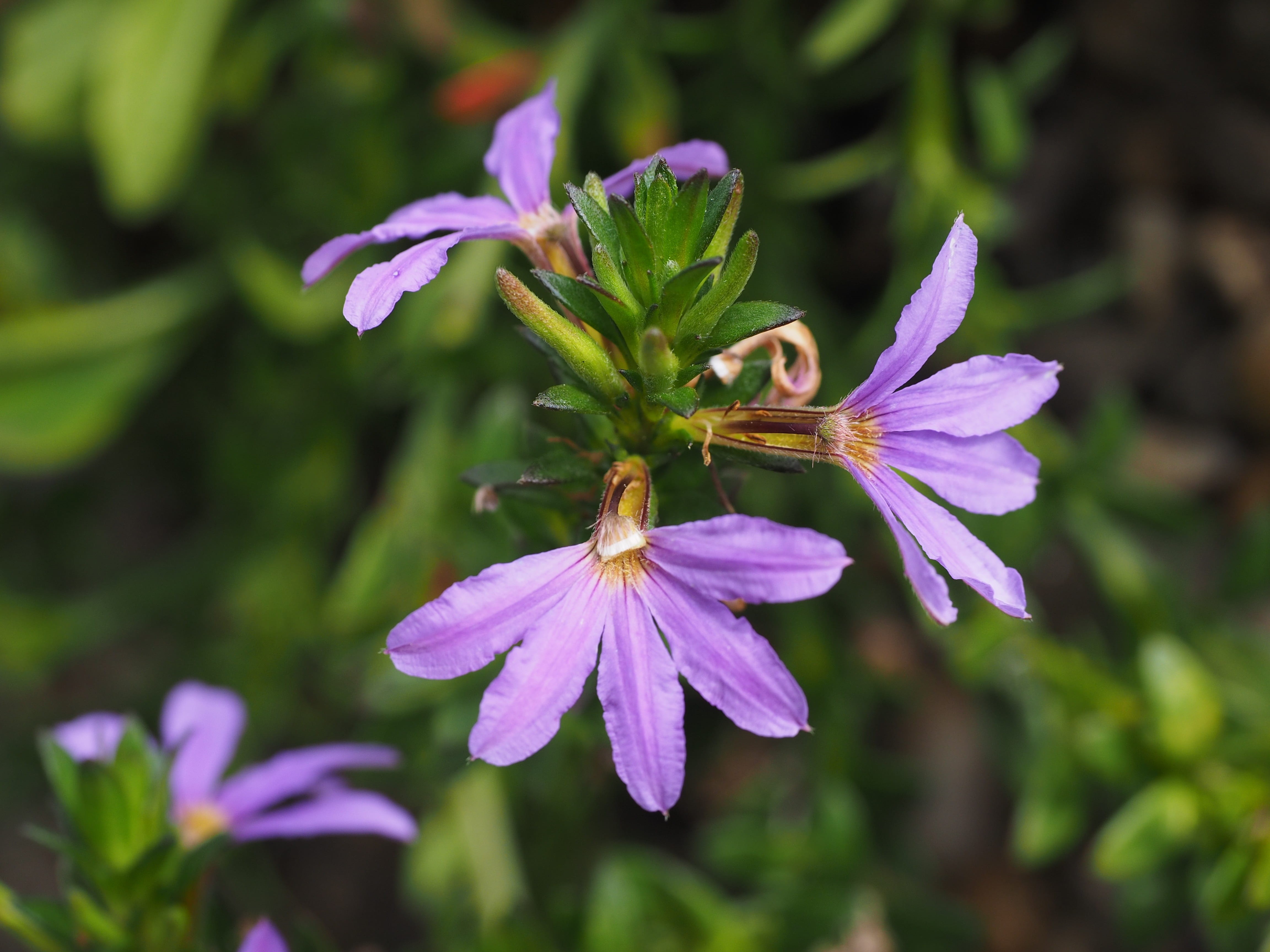 flowering plant, side slits, animal themes, violet, helllila, balcony flower, focus on foreground, pollen, scaevola, outdoors, one side, goodeniaceae, blueme, HD Wallpaper