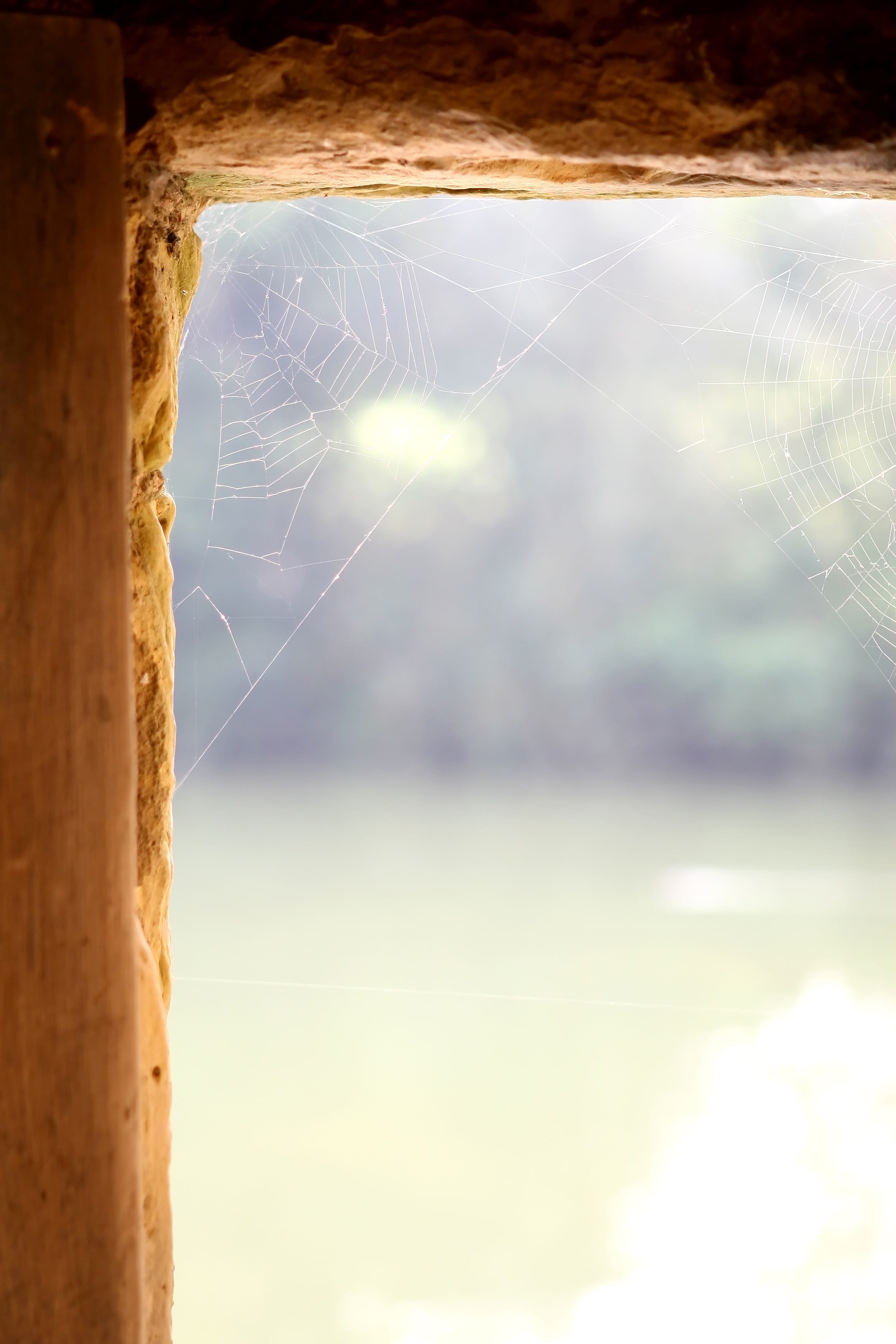 spider web, light, castle, skylight, walls, stone, British, land, wood - material, beauty in nature, window, plant, medieval, sky, pane, nature, fragility, Phone HD Wallpaper