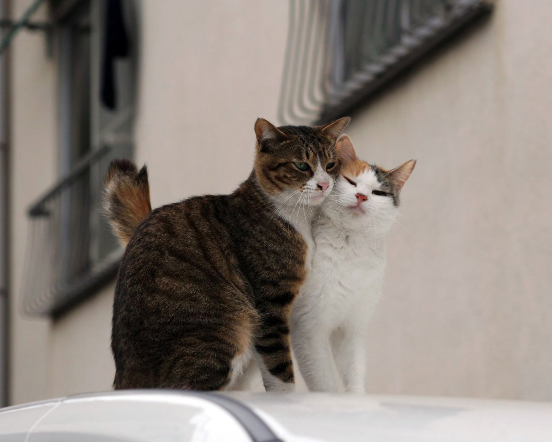 motor vehicle, care, no people, cute, cats, domestic, fur, calico, animal themes, vertebrate, one Animal, car, young Animal, domestic Animals, looking away, HD Wallpaper
