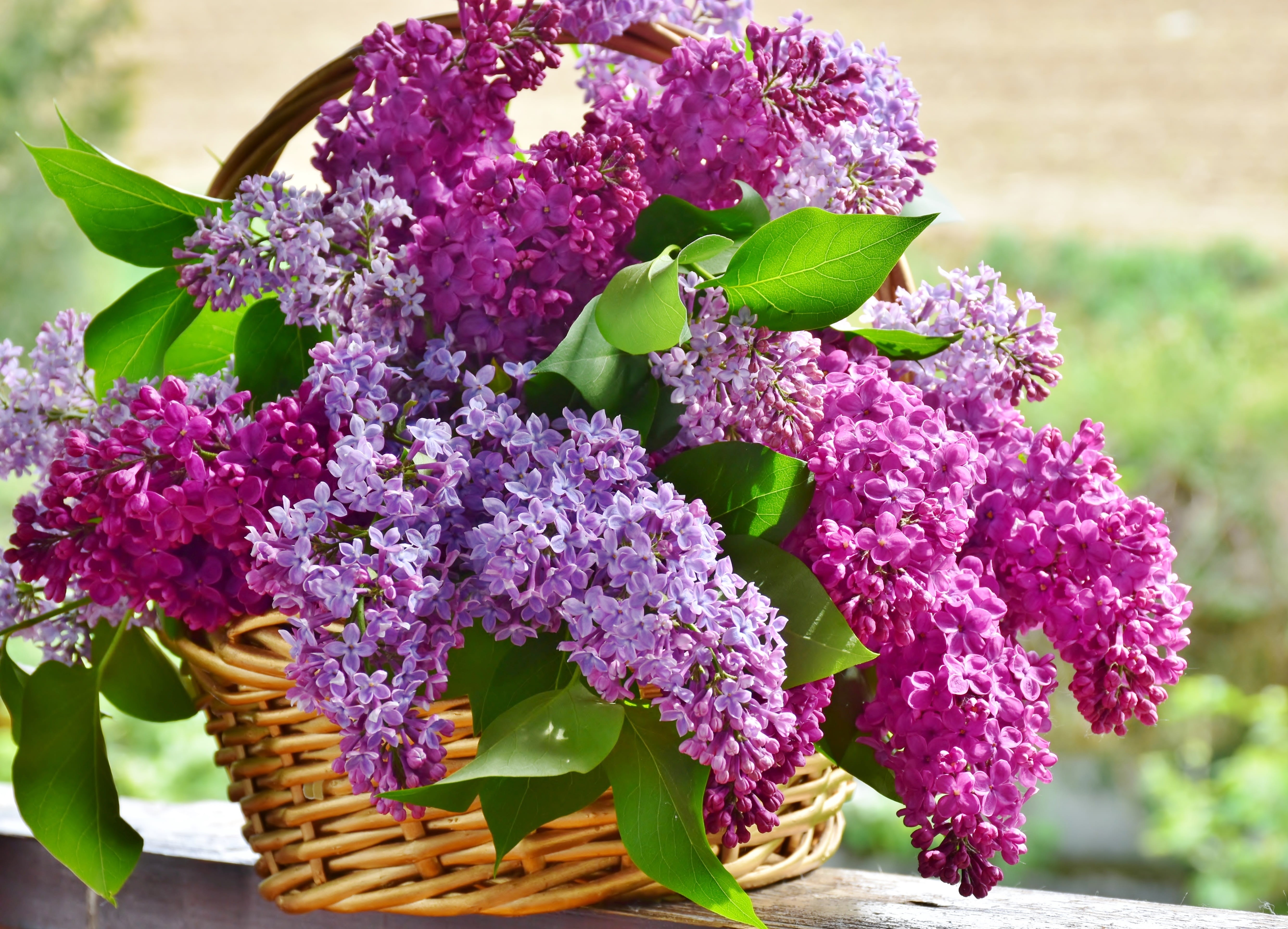 violet, bunch of flowers, plant part, outdoors, plant, mothers day, petal, growth, color, close, purple flower, garden, flower arrangement, arrangement, HD Wallpaper