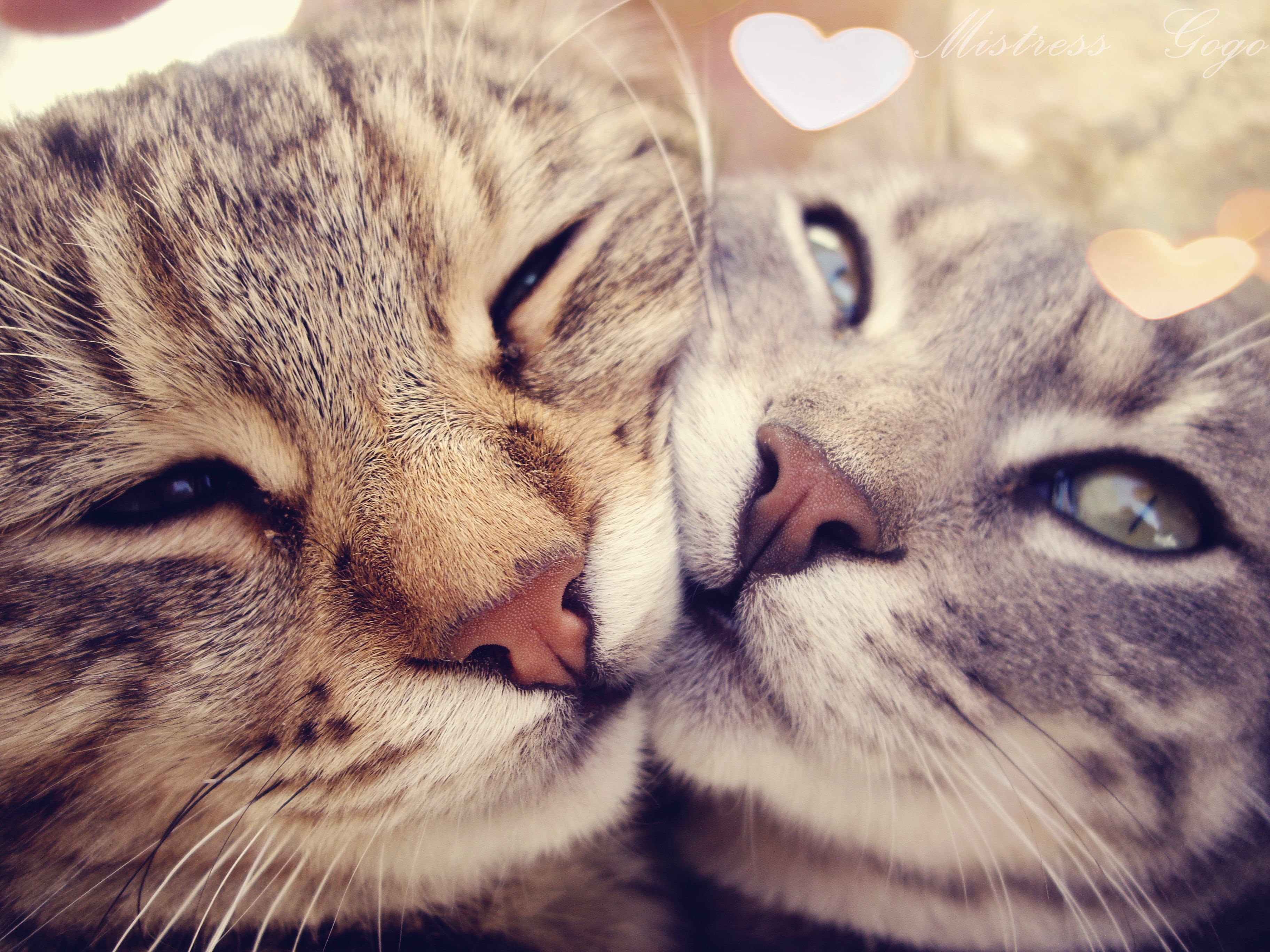 domestic Animals, beautiful, close-up, indoors, portrait, feline, snout, nature, two, domestic Cat, purebred Cat, brown, animal, fur, playful, cute, animal themes, HD Wallpaper