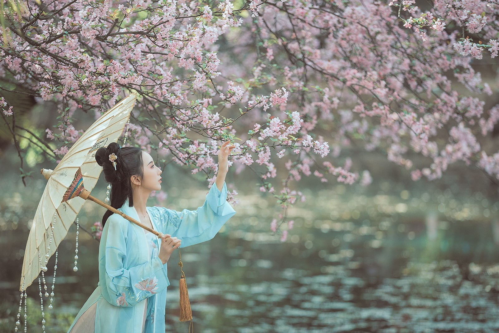 beautiful woman, young adult, cherry tree, hanfu, hairstyle, tree, one person, flower, fragility, adult, young women, 720P, growth, day, blossom, lifestyles, HD Wallpaper