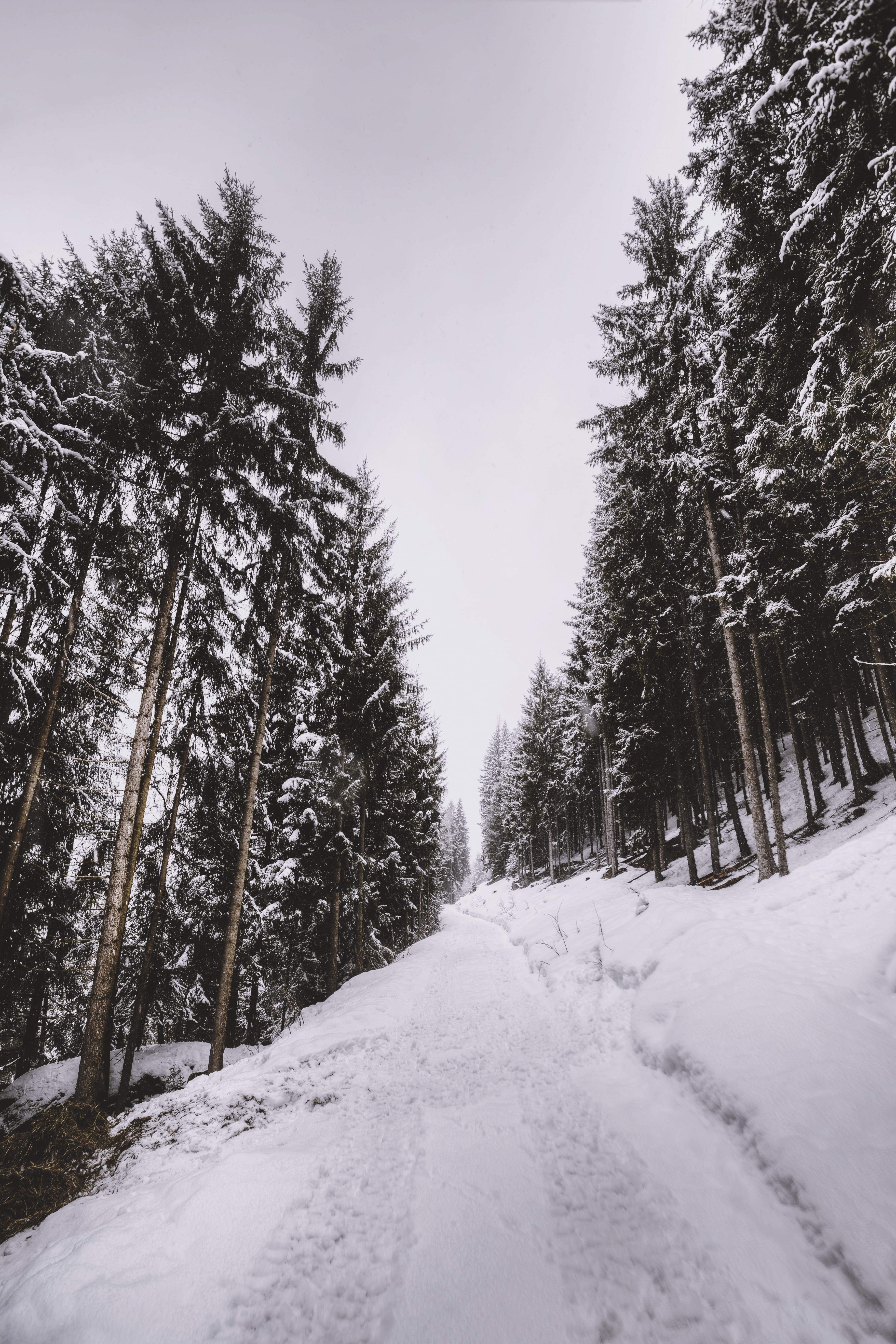 snow, pathway, 5K, tranquility, winter, road, coniferous tree, covering, land, nieve, snowing, covered, cold temperature, scenics - nature, sky, the way forward, Phone HD Wallpaper