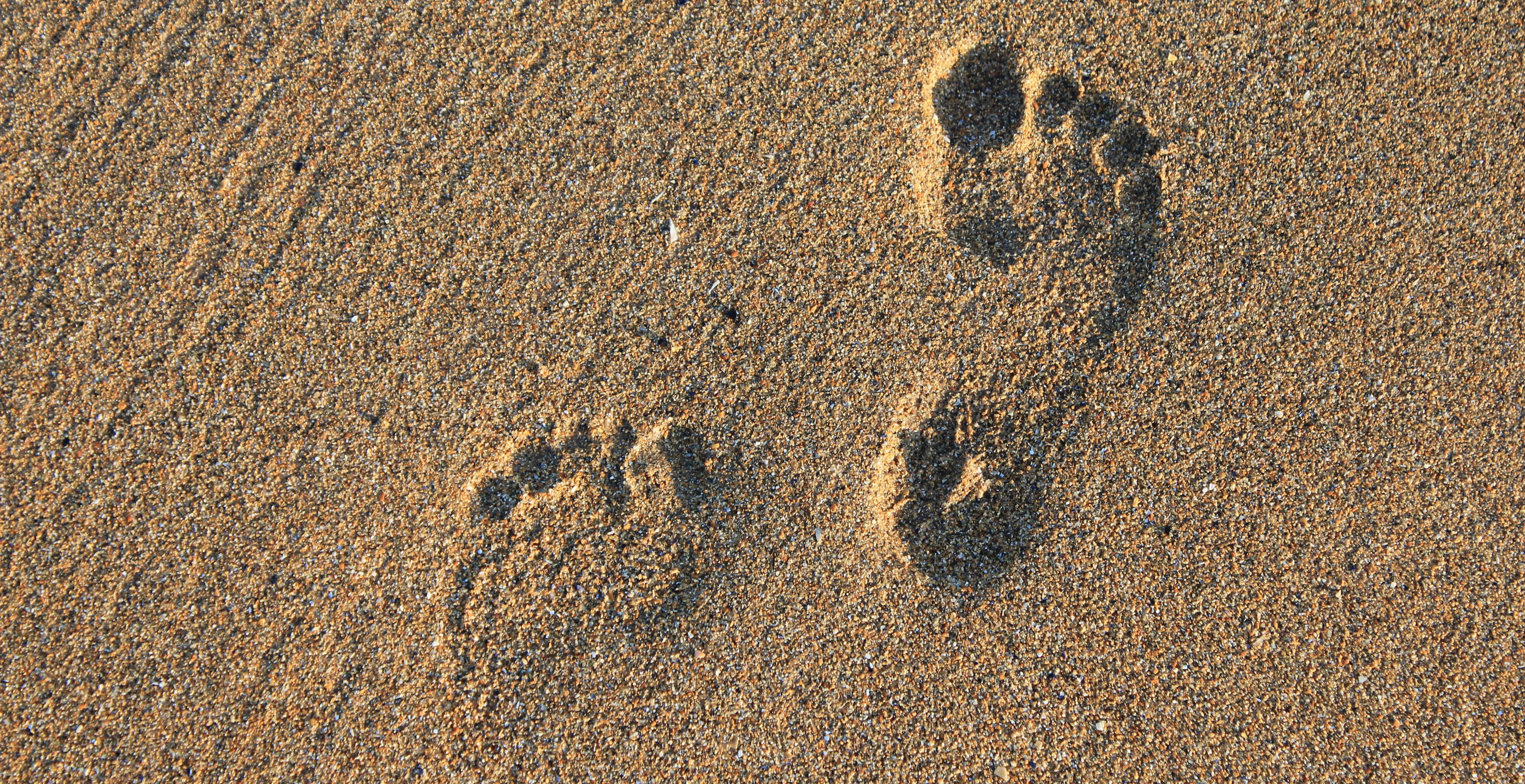 sunlight, high angle view, track - imprint, 5K, holiday, walk, animal track, vacation, web header, summer, footstep, outdoors, outdoor, design, foot, no people, HD Wallpaper