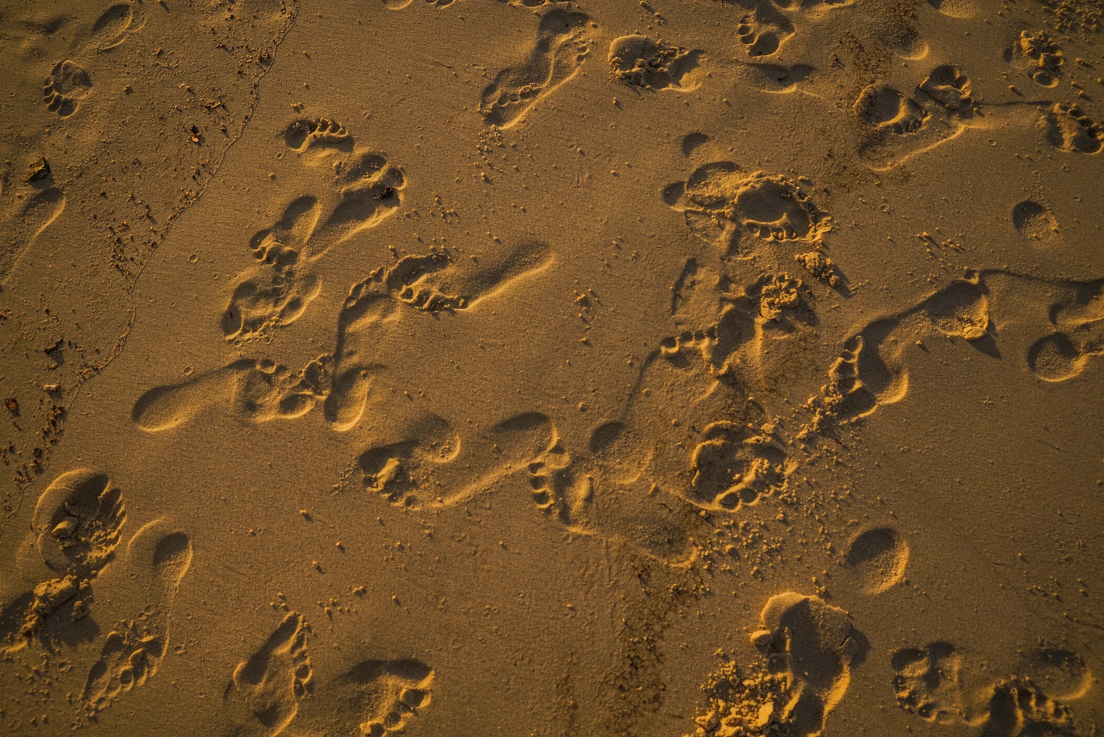 footprint, mystery, pattern, track - imprint, nature, photo, land, outdoors, sand, high angle view, water, 4K, paw print, full frame, mark, day, shore, HD Wallpaper