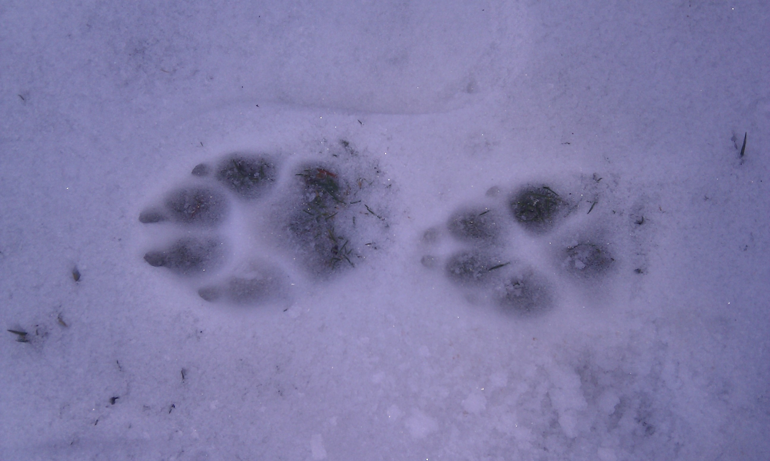 print, close-up, paw, day, footsteps, sila, white color, 2K, snow, nature, land, no people, calabria, beauty in nature, animal, mountain, covering, winter, HD Wallpaper