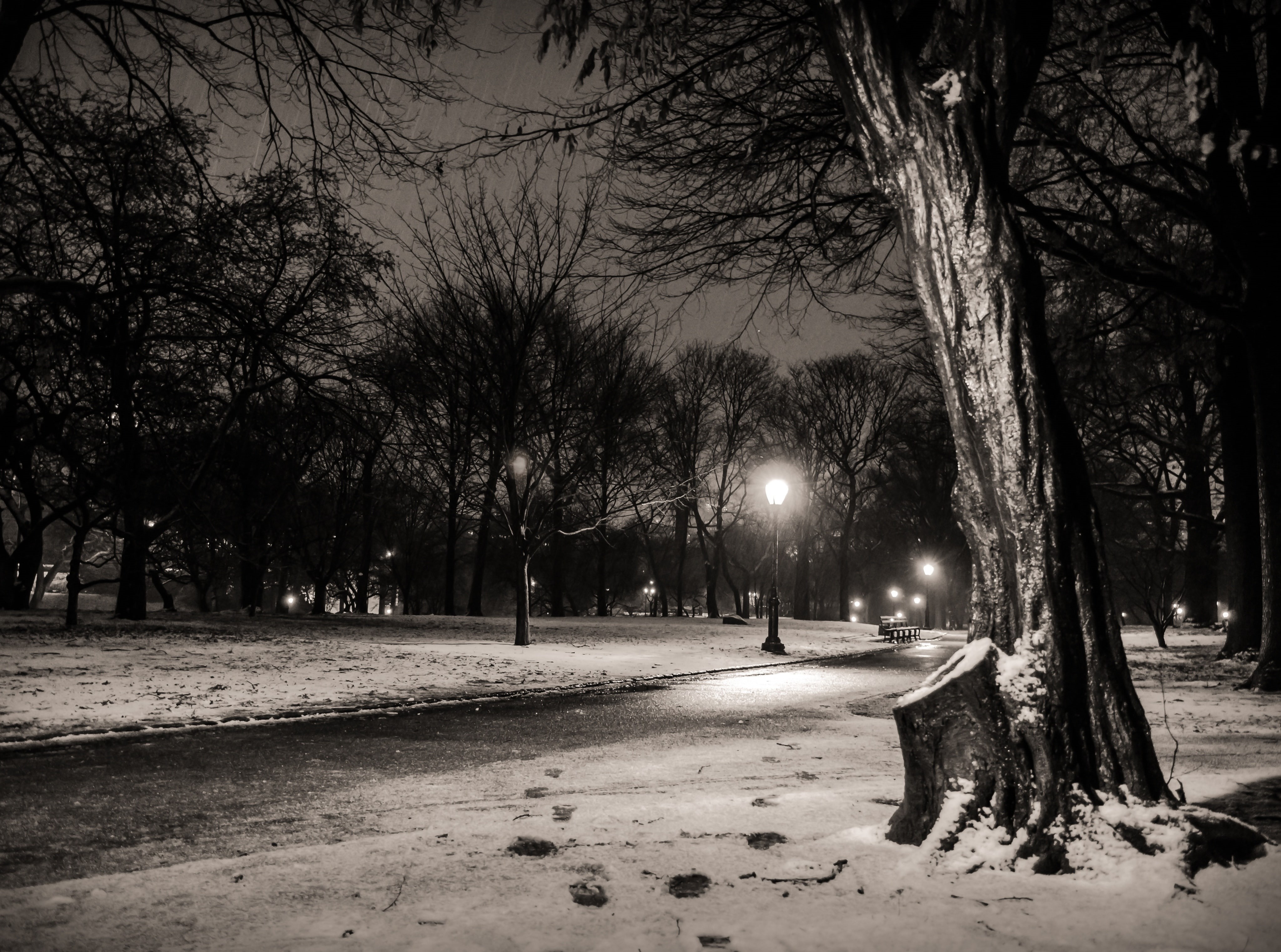 photo, new, manhattan, winter, new york, central, america, united states, Black and White, trunk, city, york, tree trunk, illuminated, tranquility, HD Wallpaper