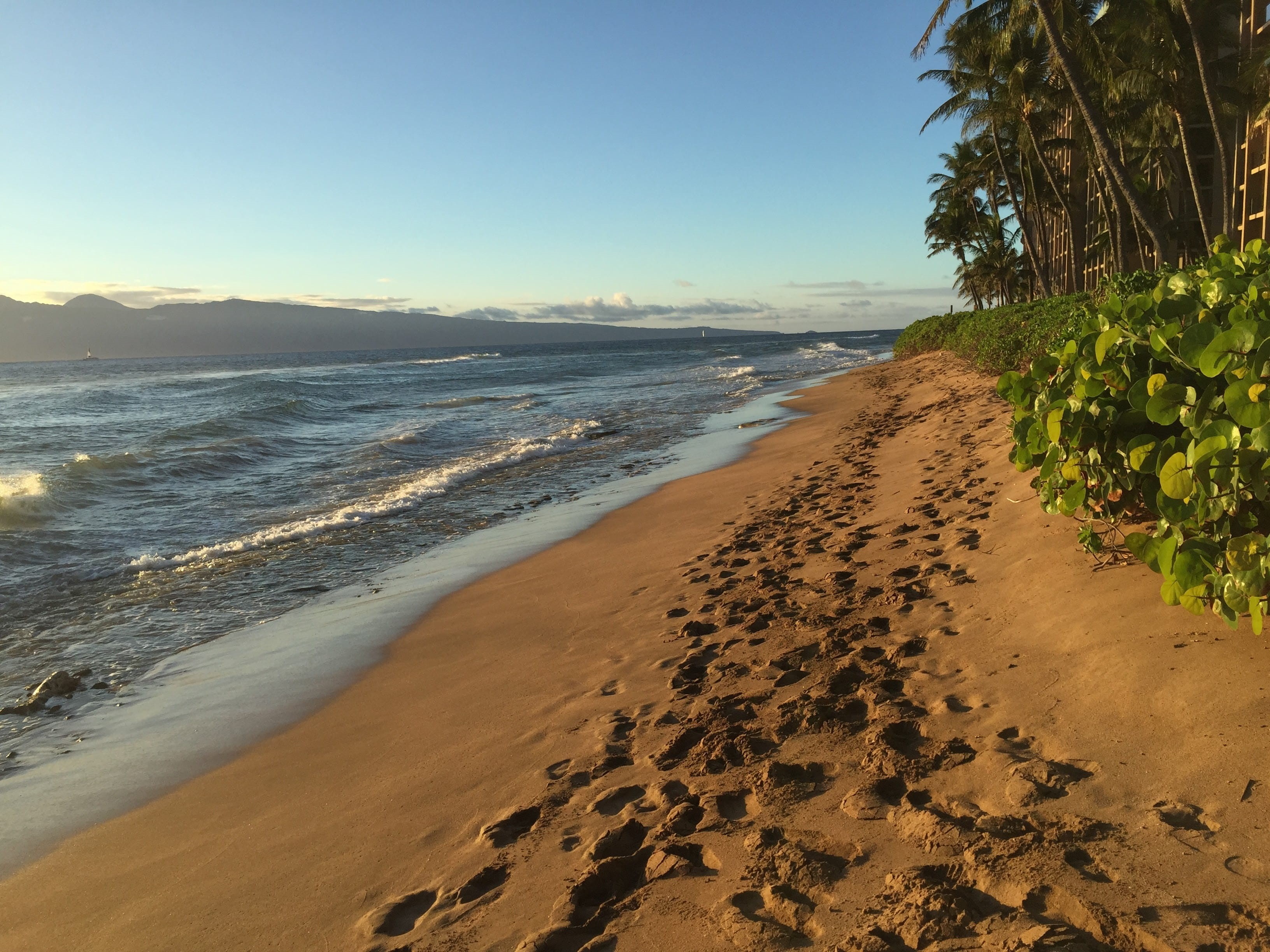 water, walk, coast, Footprints, path, beauty in nature, no people, nature, summer, tree, 2K, tranquility, tranquil scene, relaxation, hawaii, pacific, HD Wallpaper