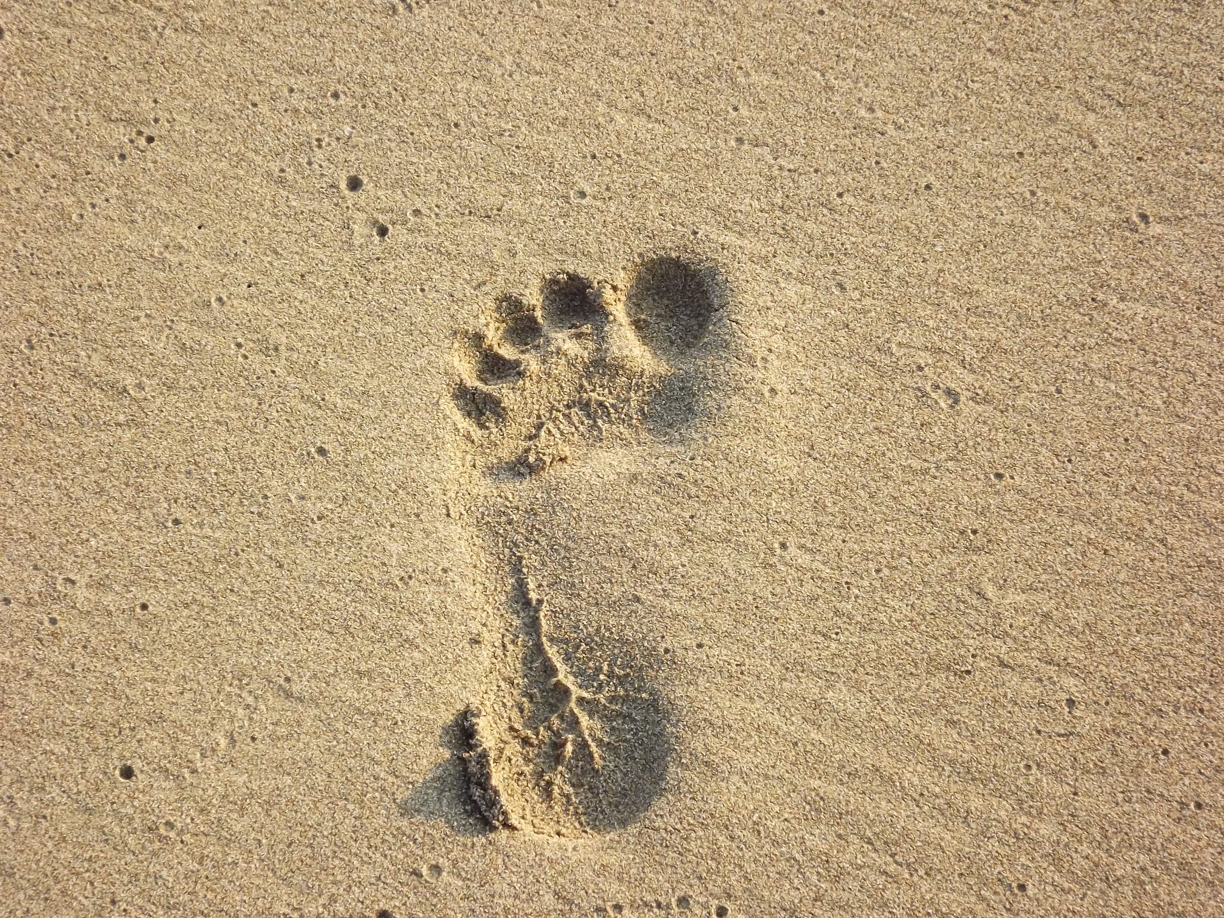 Sand, nature, day, animal track, footprint, Footstep, Print, sunlight, land, pattern, sand print, animal themes, animals in the wild, outdoors, high angle view, HD Wallpaper