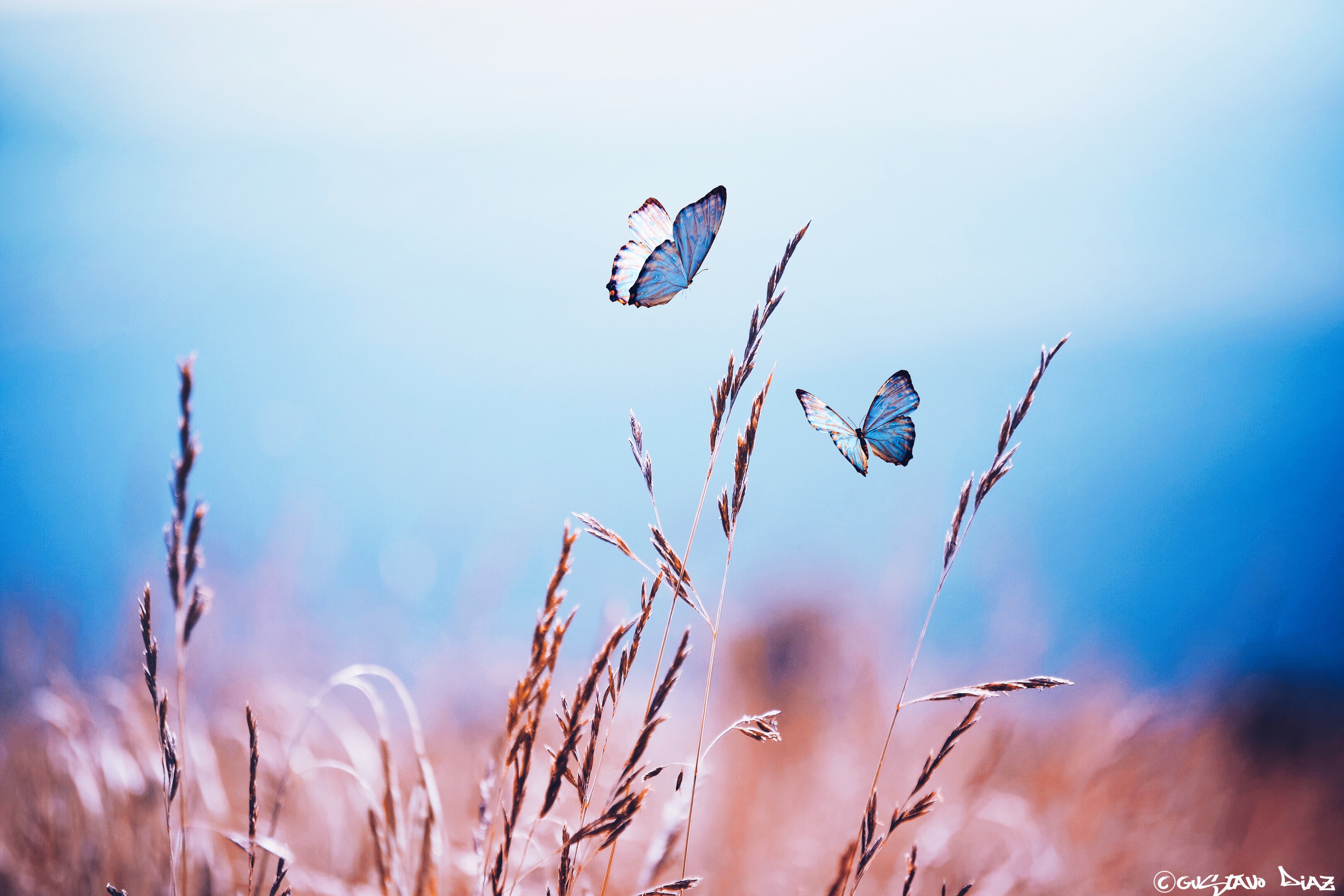 butterfly, Photomanipulation, morpho, Colorful, two, Composite, meadow, 5K, We are, Nature, Photoshop, Wheat, Campo, plant, summer, outdoors, Butterflies, HD Wallpaper