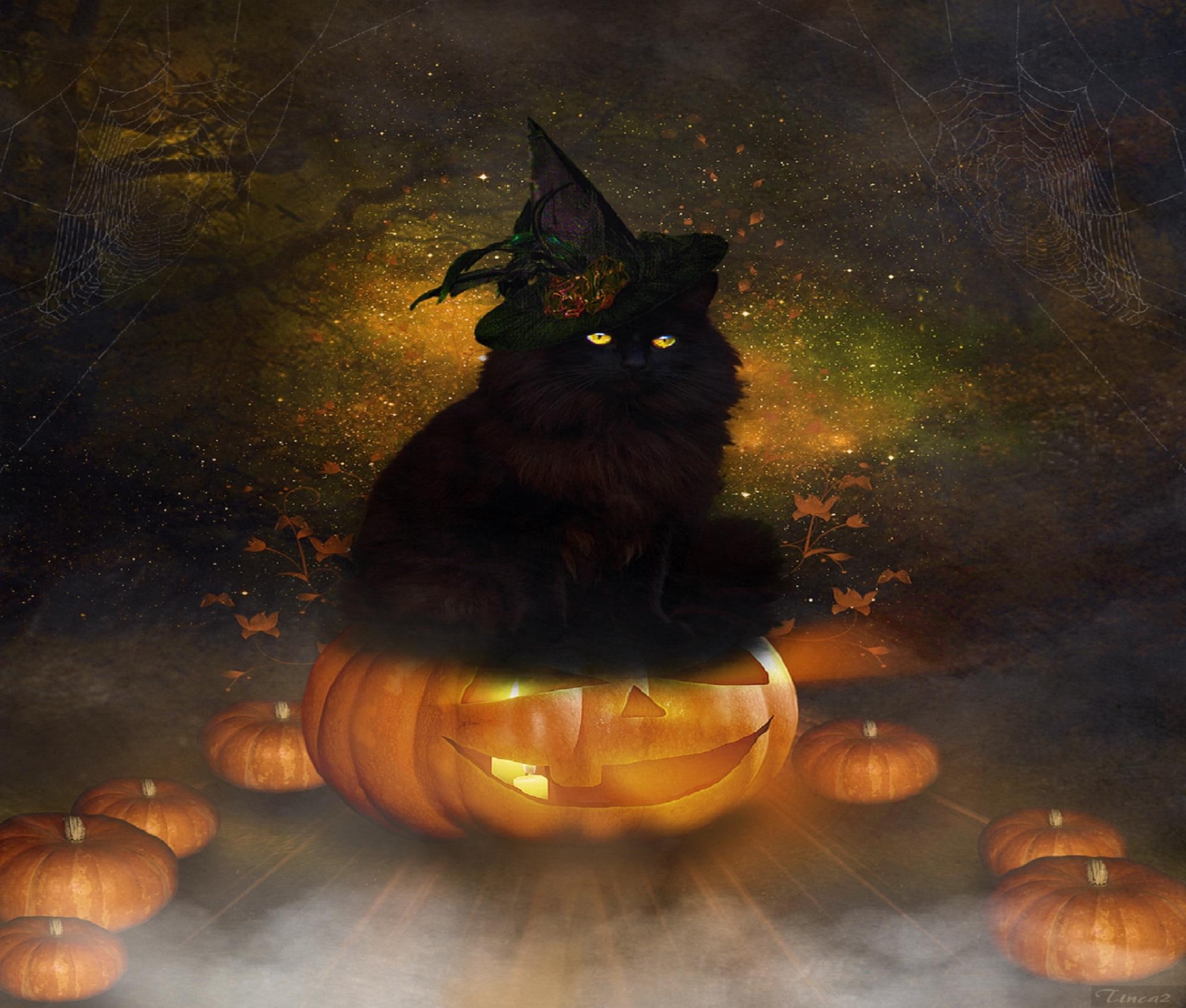 black, lovely, photomanipulation, creative-pre--made, 1080P, weird-things-people-wear, backg, cat, pumkins, halloween, HD Wallpaper