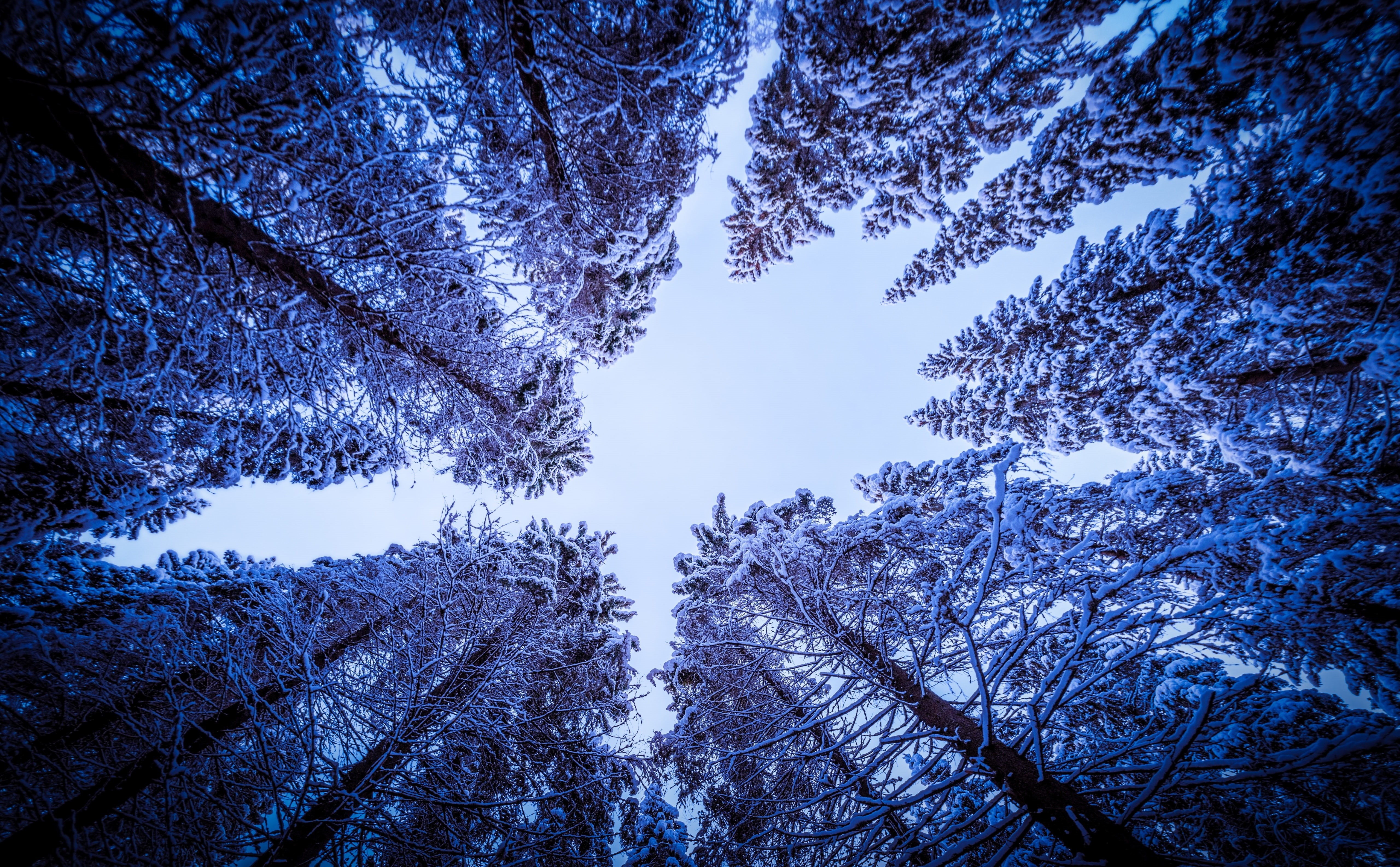 beauty in nature, Nature, growth, d800, vuorilampi, plant, day, looking, location, latvustie, Blue, outdoors, 5K, kuopio, branch, cold temperature, low angle view, HD Wallpaper