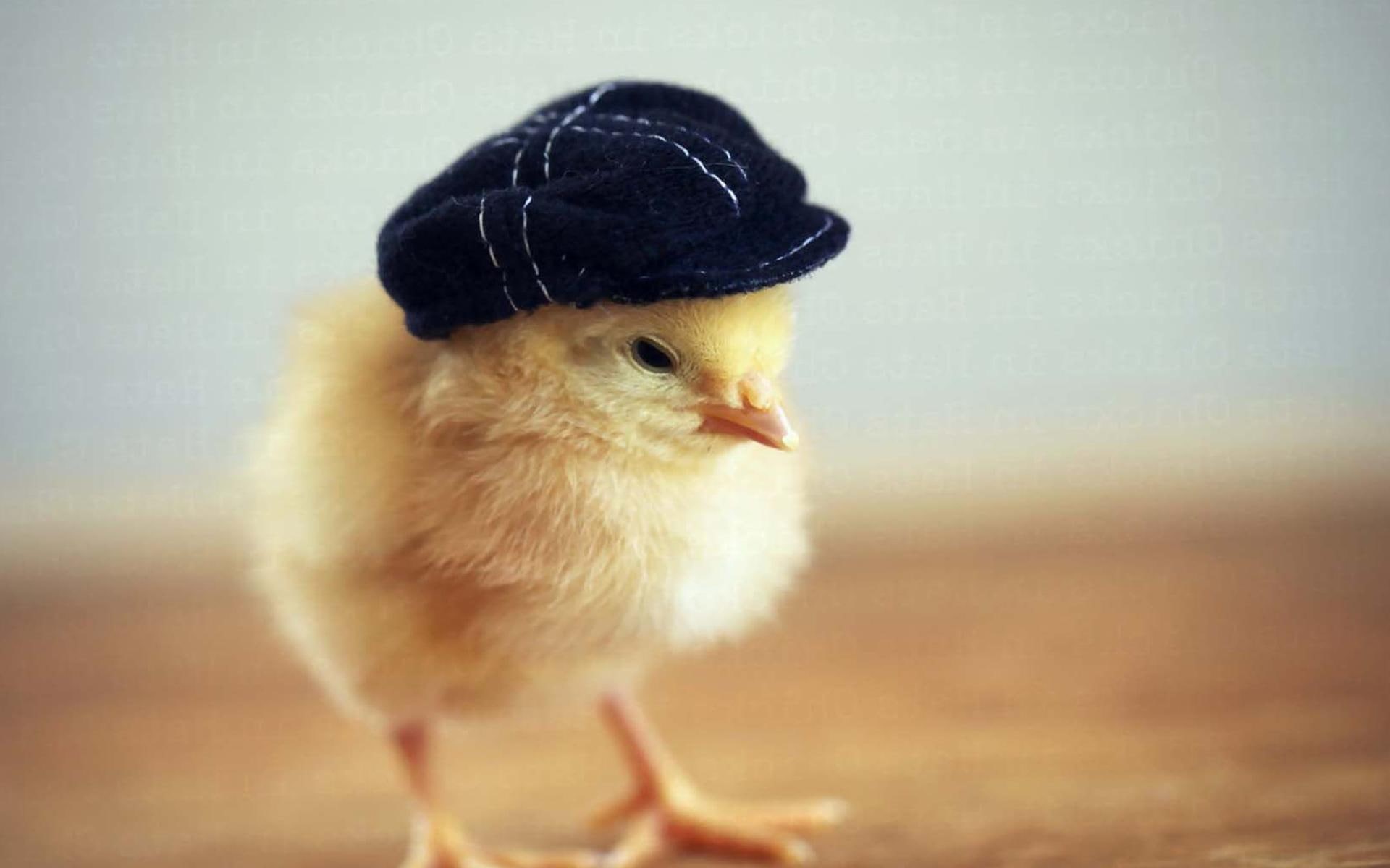 baby chicken, no people, bird, close-up, seen, 1080P, livestock, pets, one animal, domestic animals, cute, domestic, chicken, agriculture, animal, indoors, HD Wallpaper