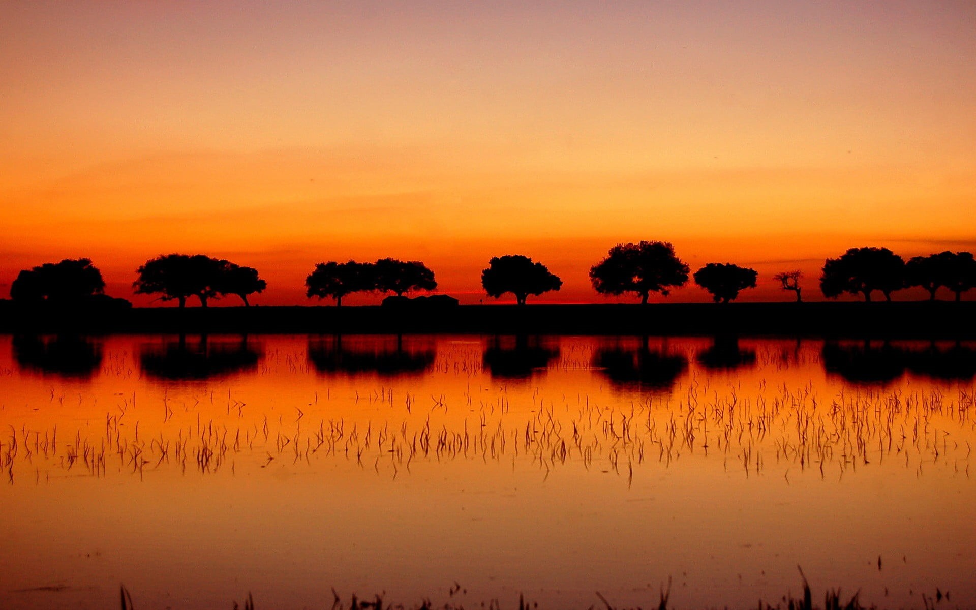 idyllic, hours, plant, orange color, silhouette, non-urban scene, romantic sky, trees, sky, tree, landscape, tranquility, golden, waterfront, tranquil scene, HD Wallpaper
