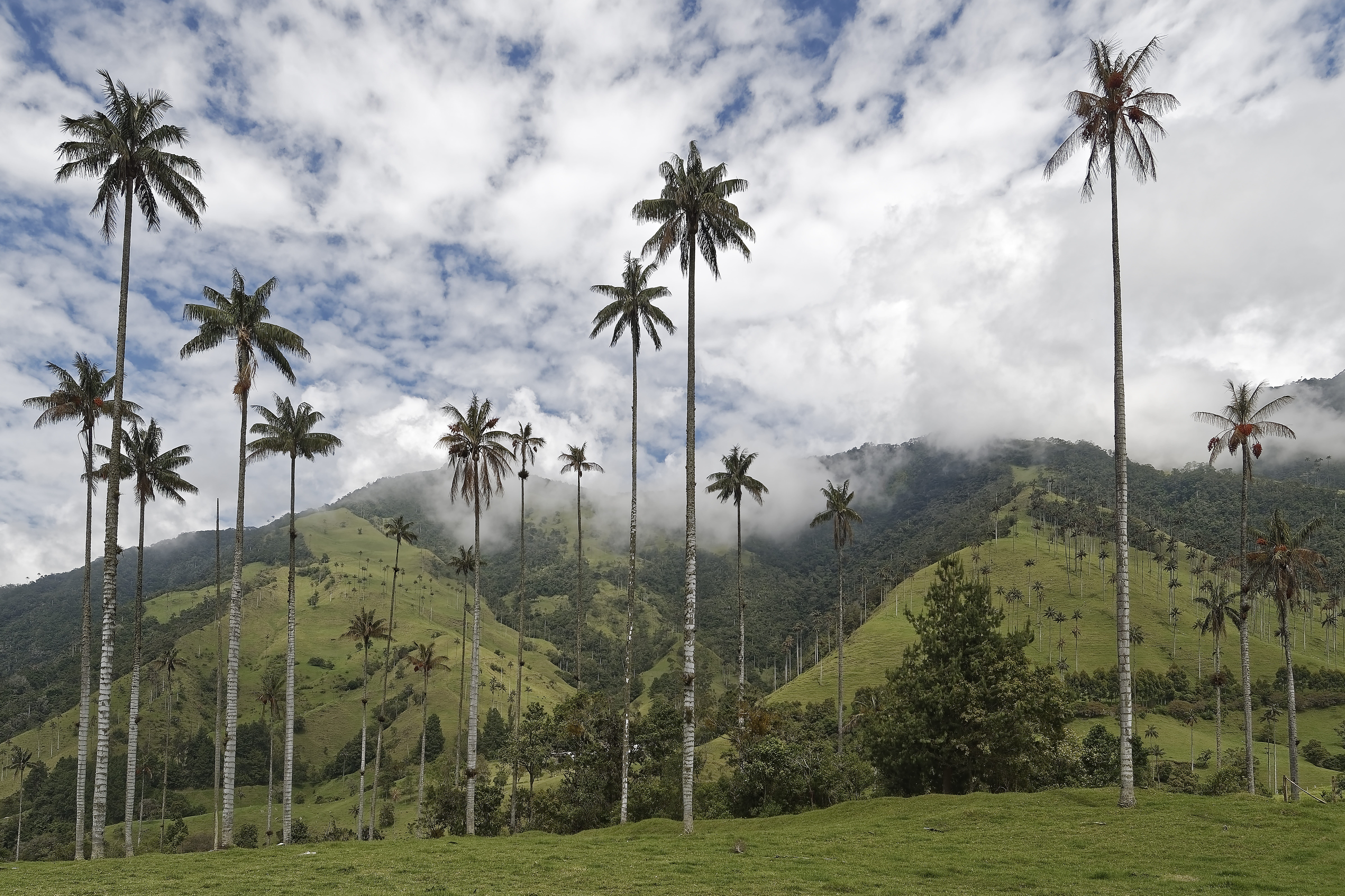 outdoors, non-urban scene, tree, tropical climate, mountain, wax palm trees, colombia, landscape, nature, growth, coconut palm tree, valle del cocora, sky, HD Wallpaper