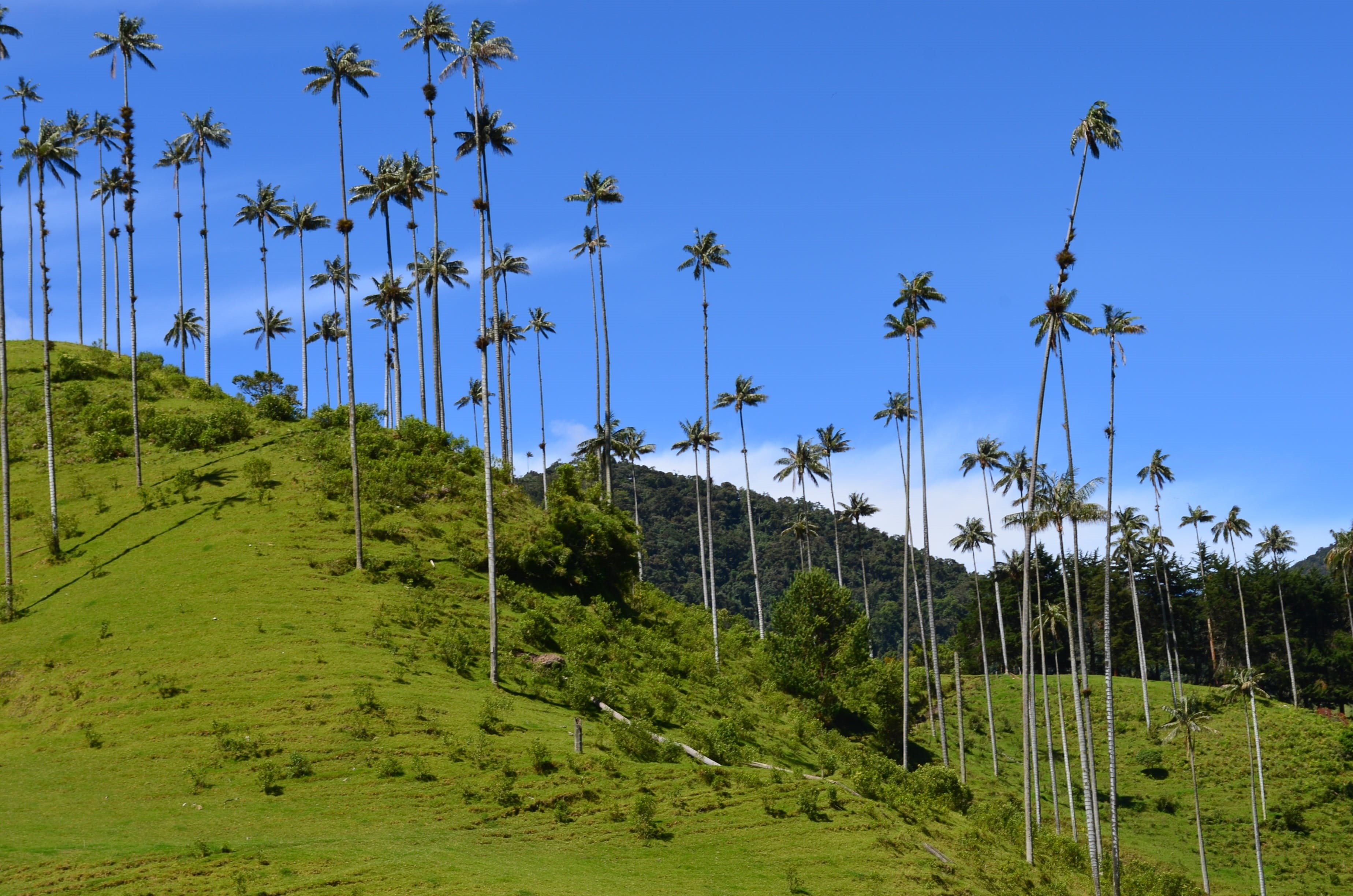 land, beauty in nature, growth, 2K, latin america, landscape, colombia, plant, day, tranquility, tree, scenics - nature, cocora, quindio, sky, nature, HD Wallpaper