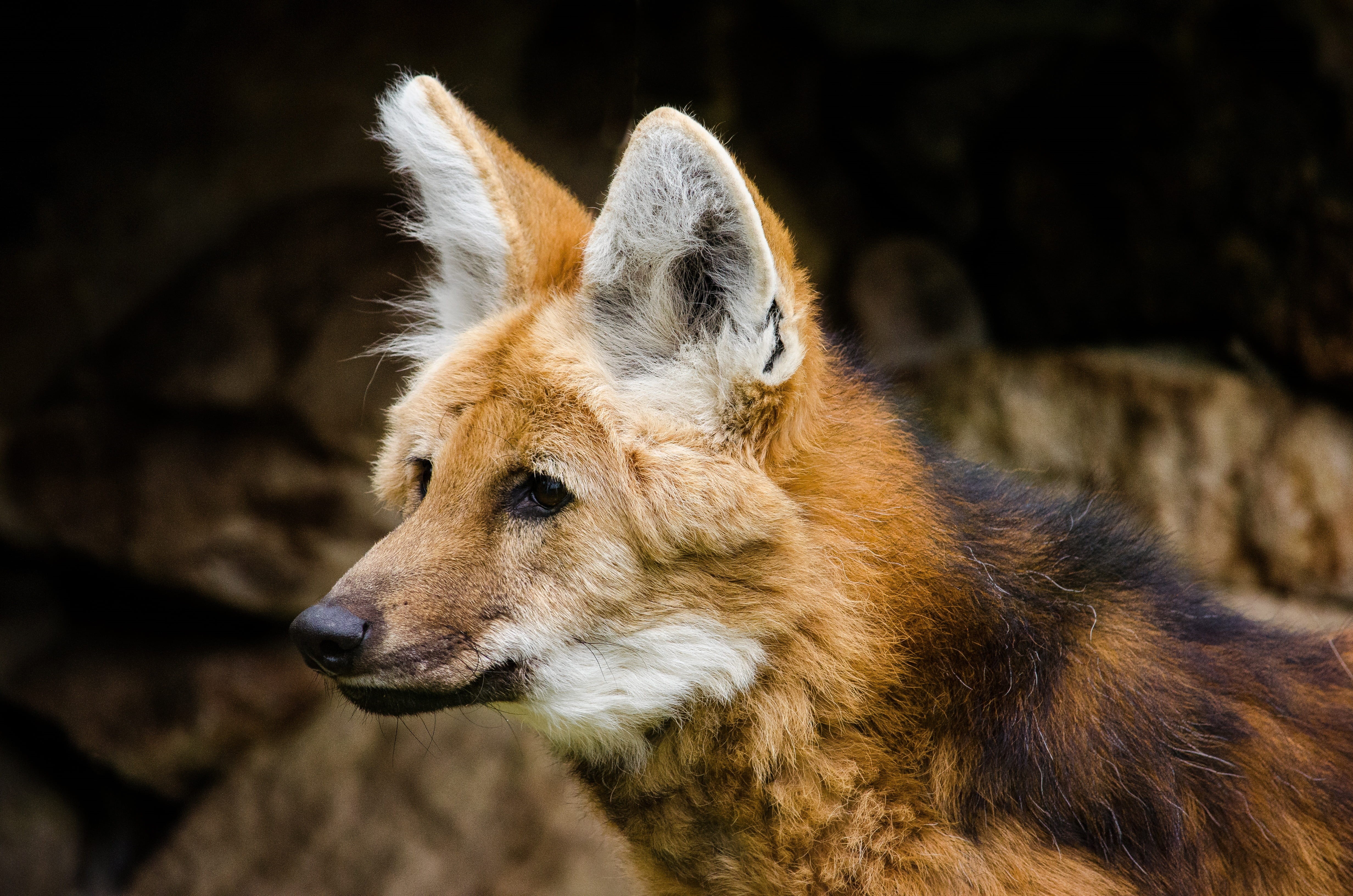mammal, animal, looking, close-up, brown, south america, animals in the wild, wolf, focus, snout, nature, animal head, outdoors, photography, canine, no people, HD Wallpaper