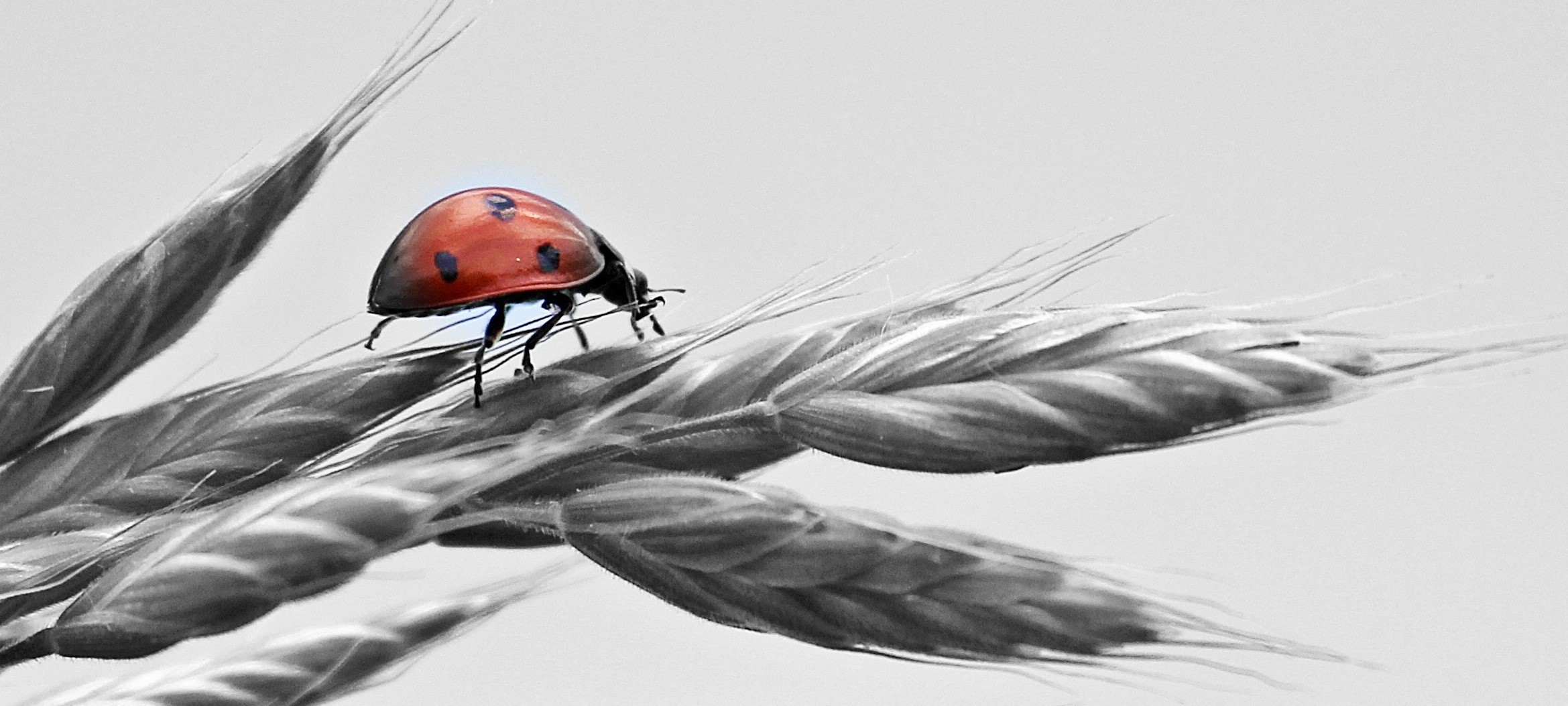lucky ladybug, red, animal, no people, macro, one animal, close-up, crawl, summer, fauna, ladybug, animal recording, ear, magnification, gray, outdoors, HD Wallpaper