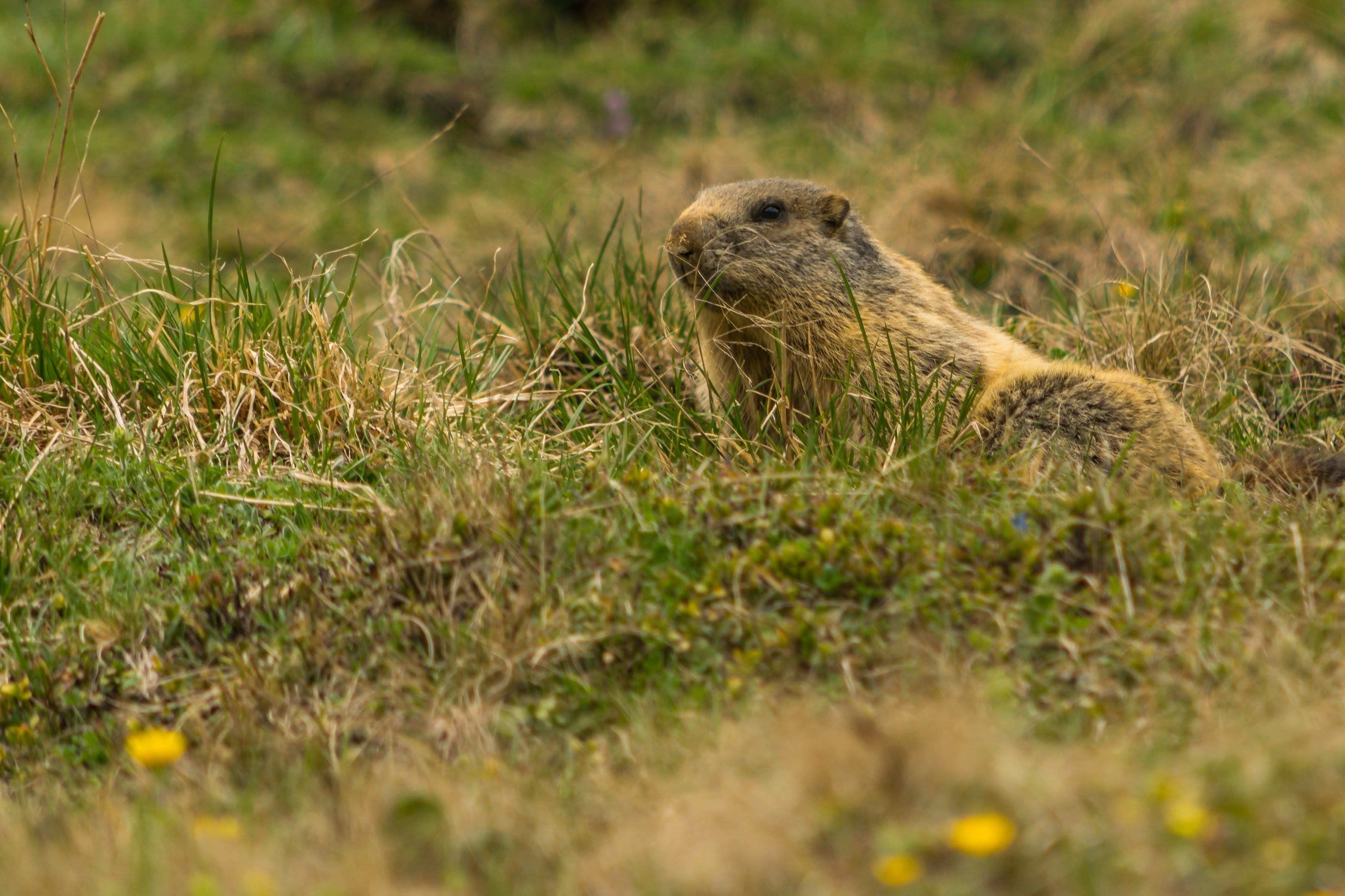 summer, mammal, land, alpine, dentai records, brown, underwater, funny, animal wildlife, no people, selective focus, outdoors, fur, 2K, plant, animal world, HD Wallpaper