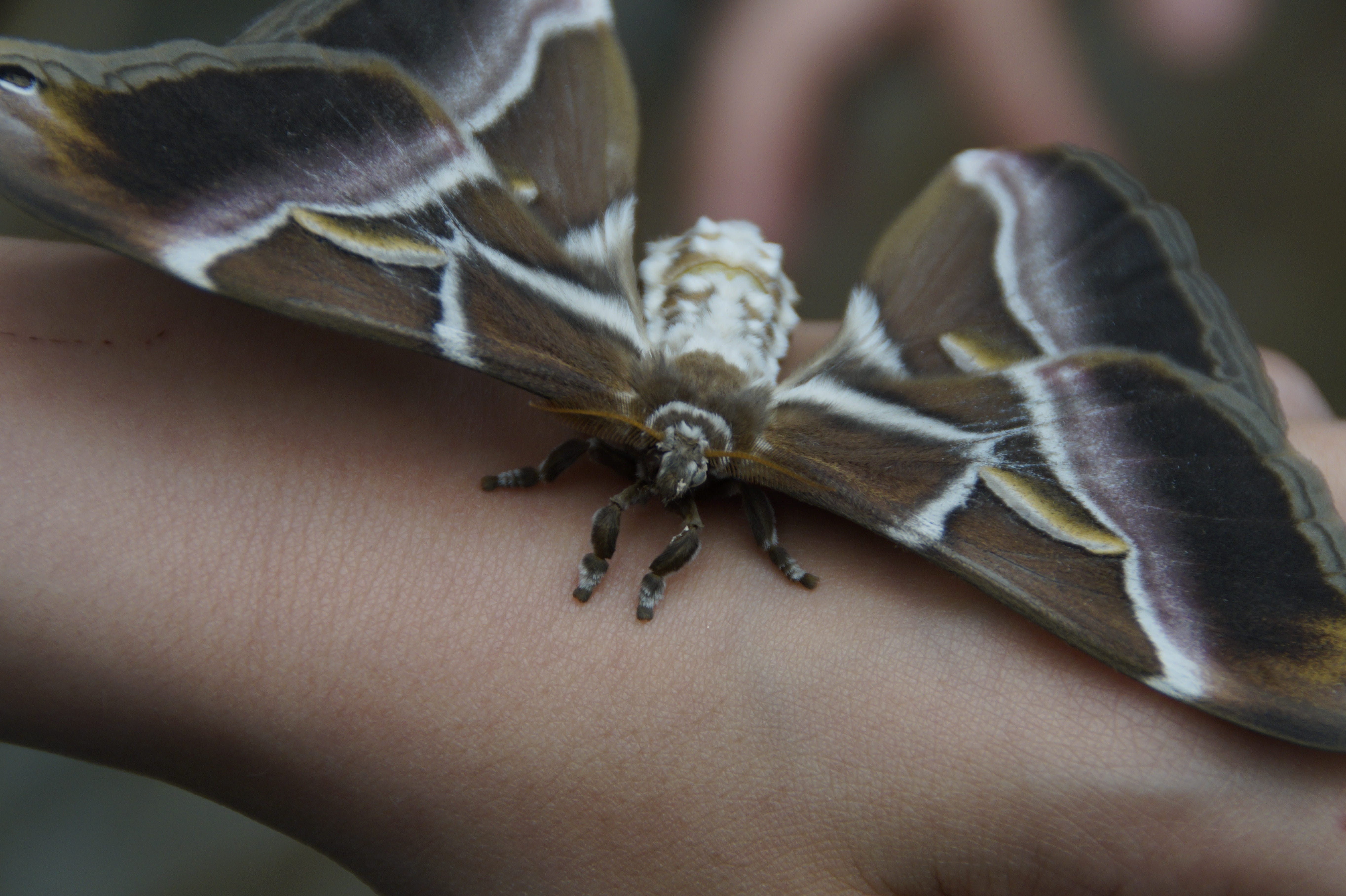Attacus Atlas, butterfly - Insect, nature, animal, macro, one animal, 5K, one person, invertebrate, plant, reptile, brown, moth, close-up, attacus, human body part, HD Wallpaper