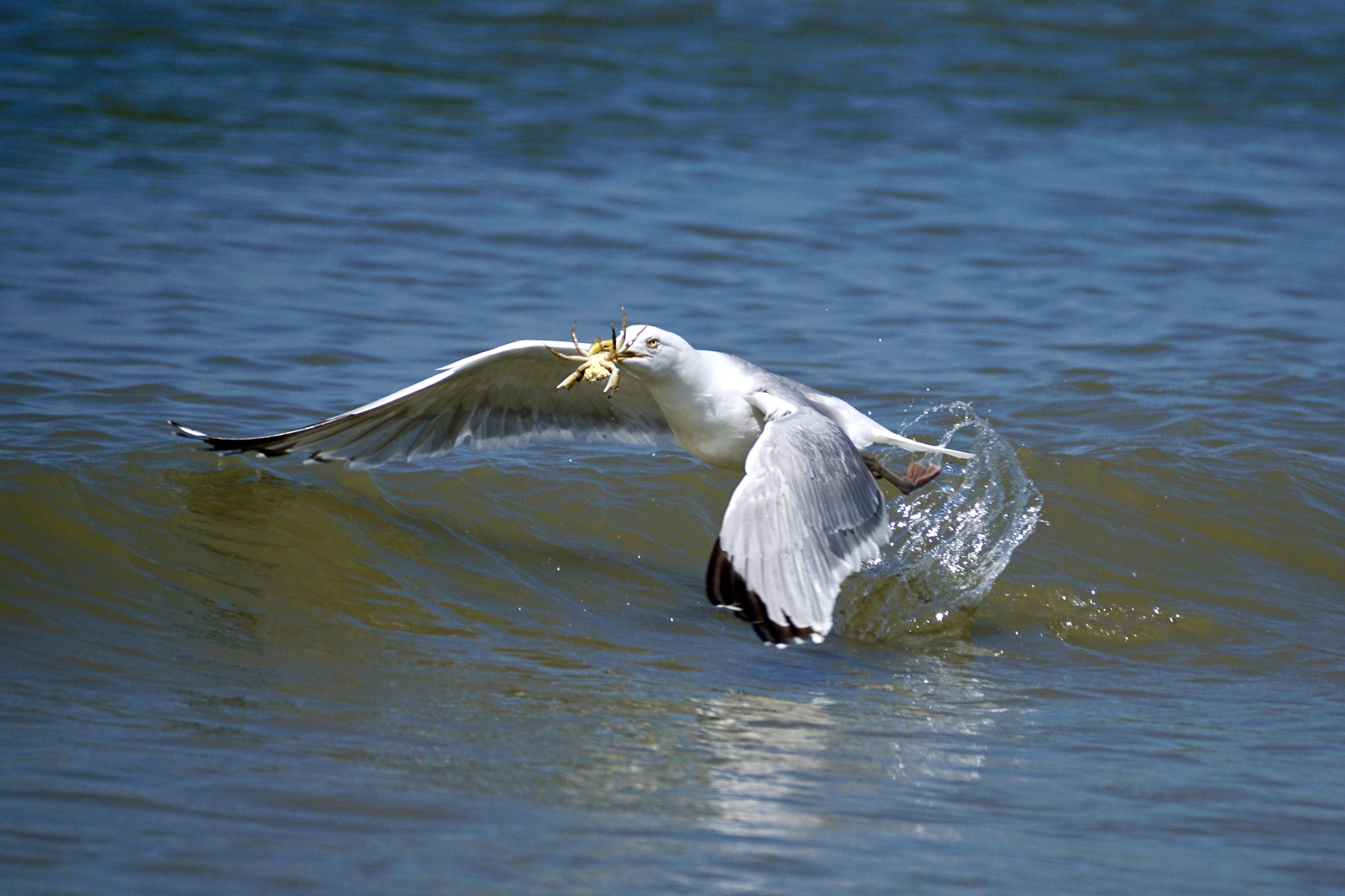 nature, fly, bird, seagull, catch, black bird, survival, sea, fang, day, no people, water, mood, animal wildlife, flapping, detention, frisch, lake, snapshot, HD Wallpaper