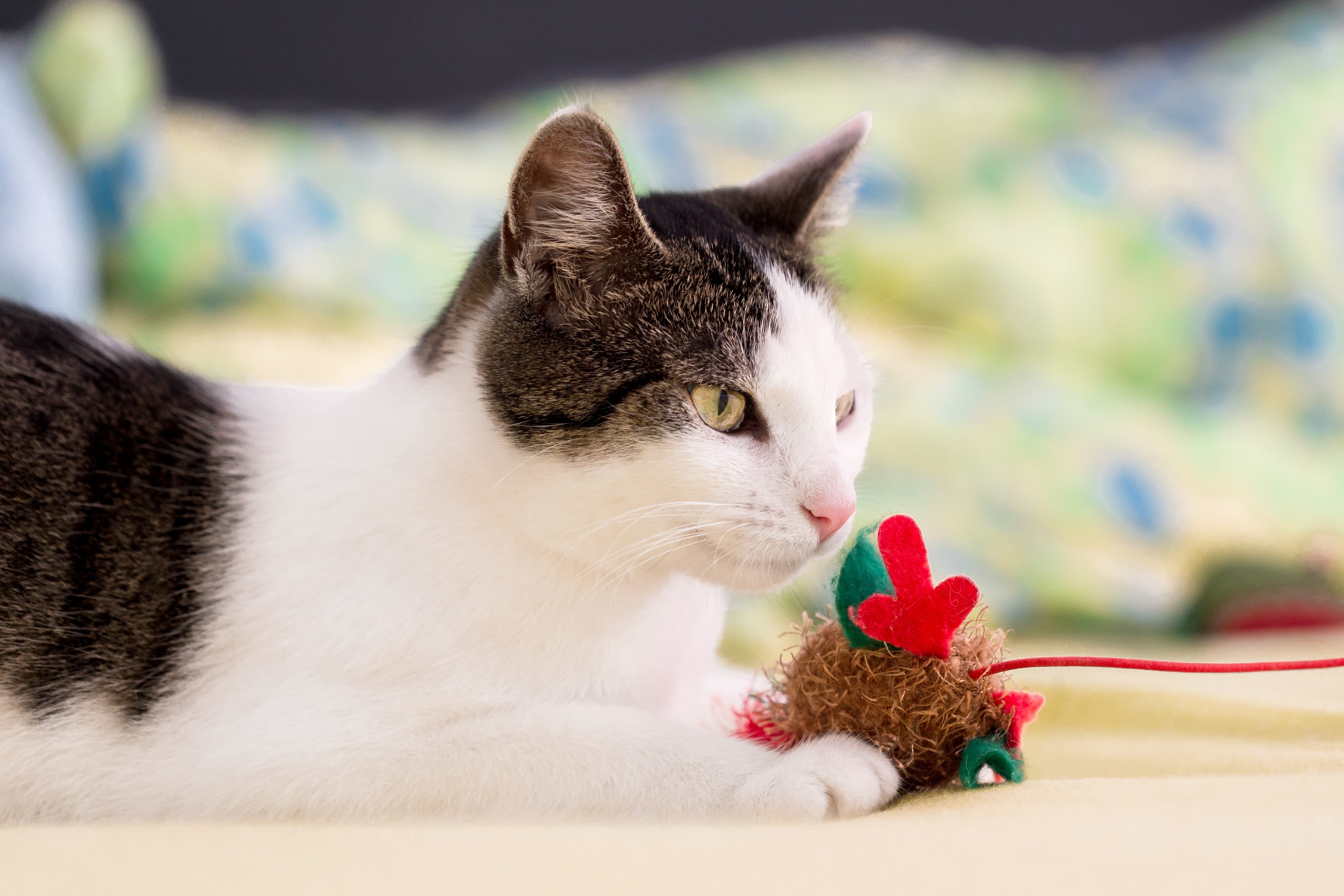 animal portrait, close-up, indoors, focus on foreground, animal themes, cute, cat portrait, toy, mieze, animal head, rodent, whisker, pet, animal, looking, HD Wallpaper