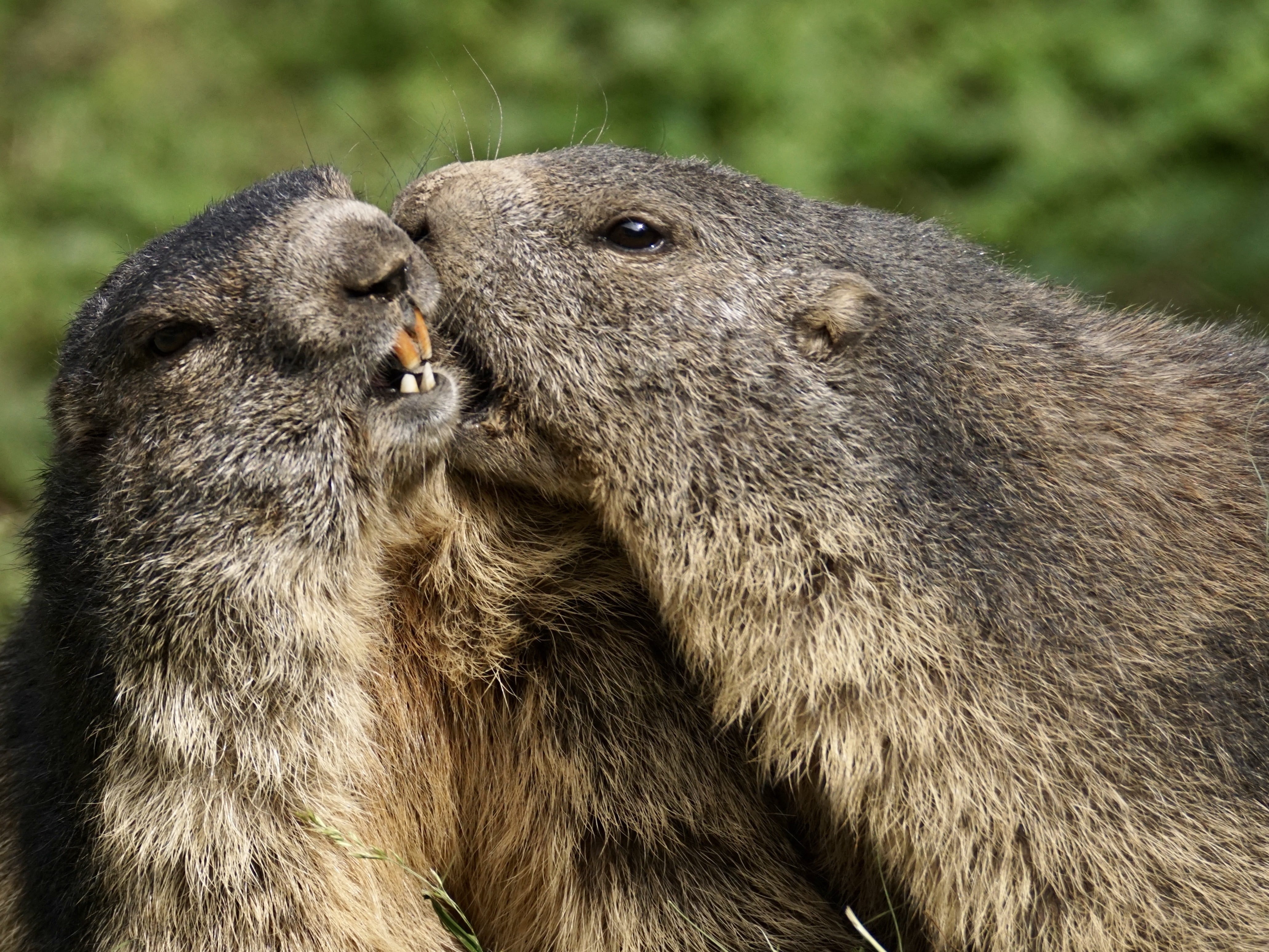 rock, day, vertebrate, otter, rodent, beavers, summer, animal, love, play, animal wildlife, males, two animals, 4K, wildlife park, funny, alpine marmot, HD Wallpaper