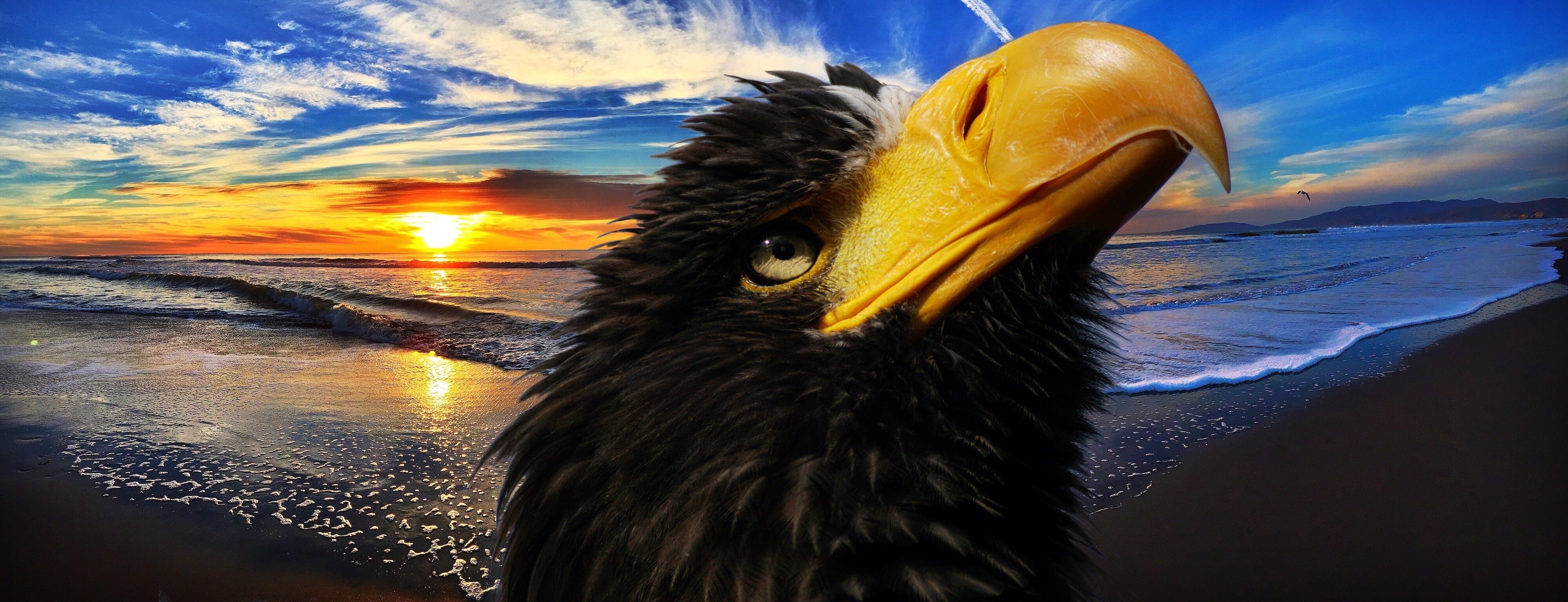 animal world, emotion, eagle, animal portrait, ocean, raptor, photo, animals in the wild, plumage, close-up, animal body part, portrait, sunset, animal recording, HD Wallpaper