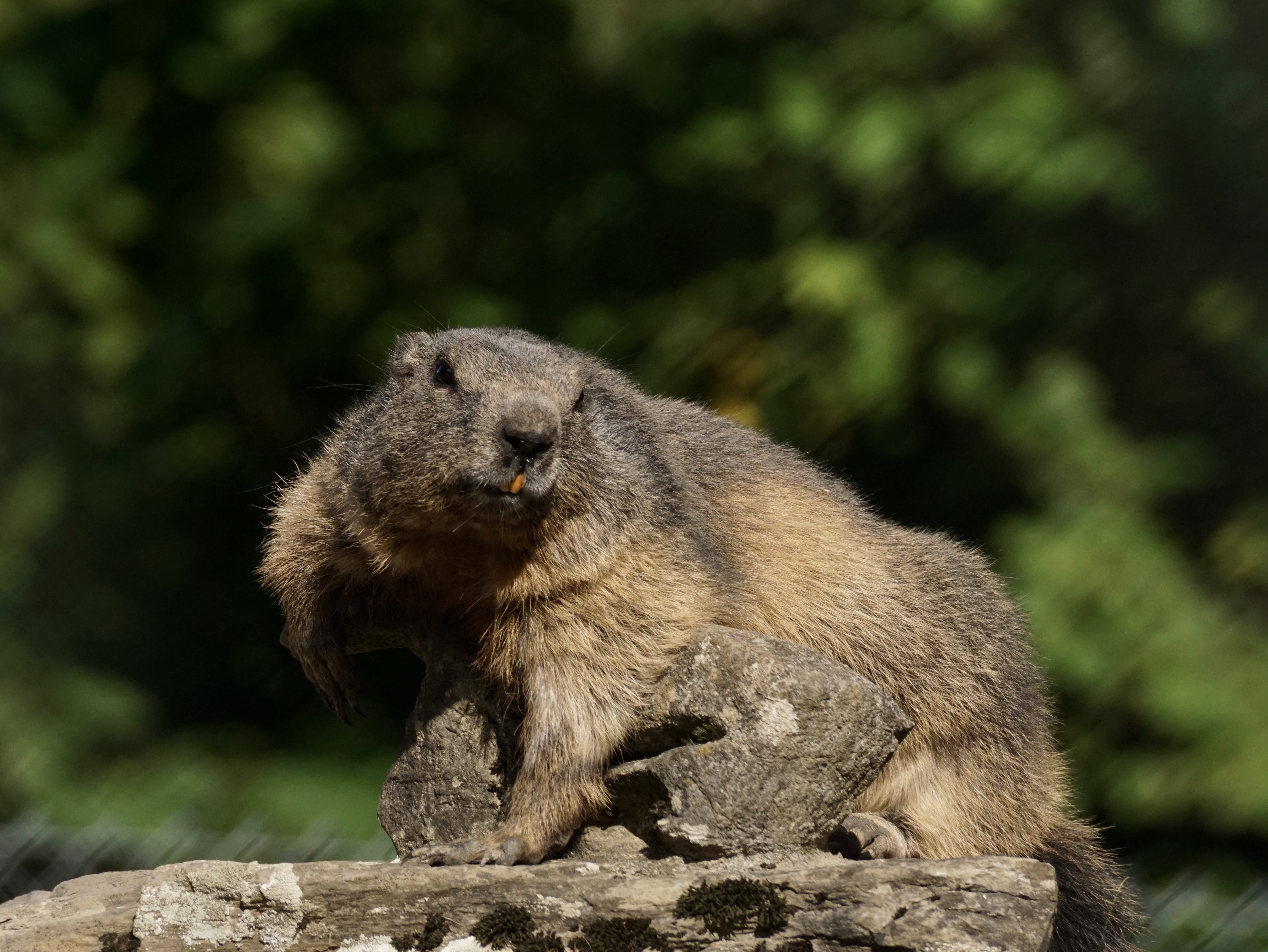 rodent, animal world, focus on foreground, fur, zoo, forest, rock, outdoors, vertebrate, alpine, rock - object, wildlife park, tree, animal, no people, HD Wallpaper