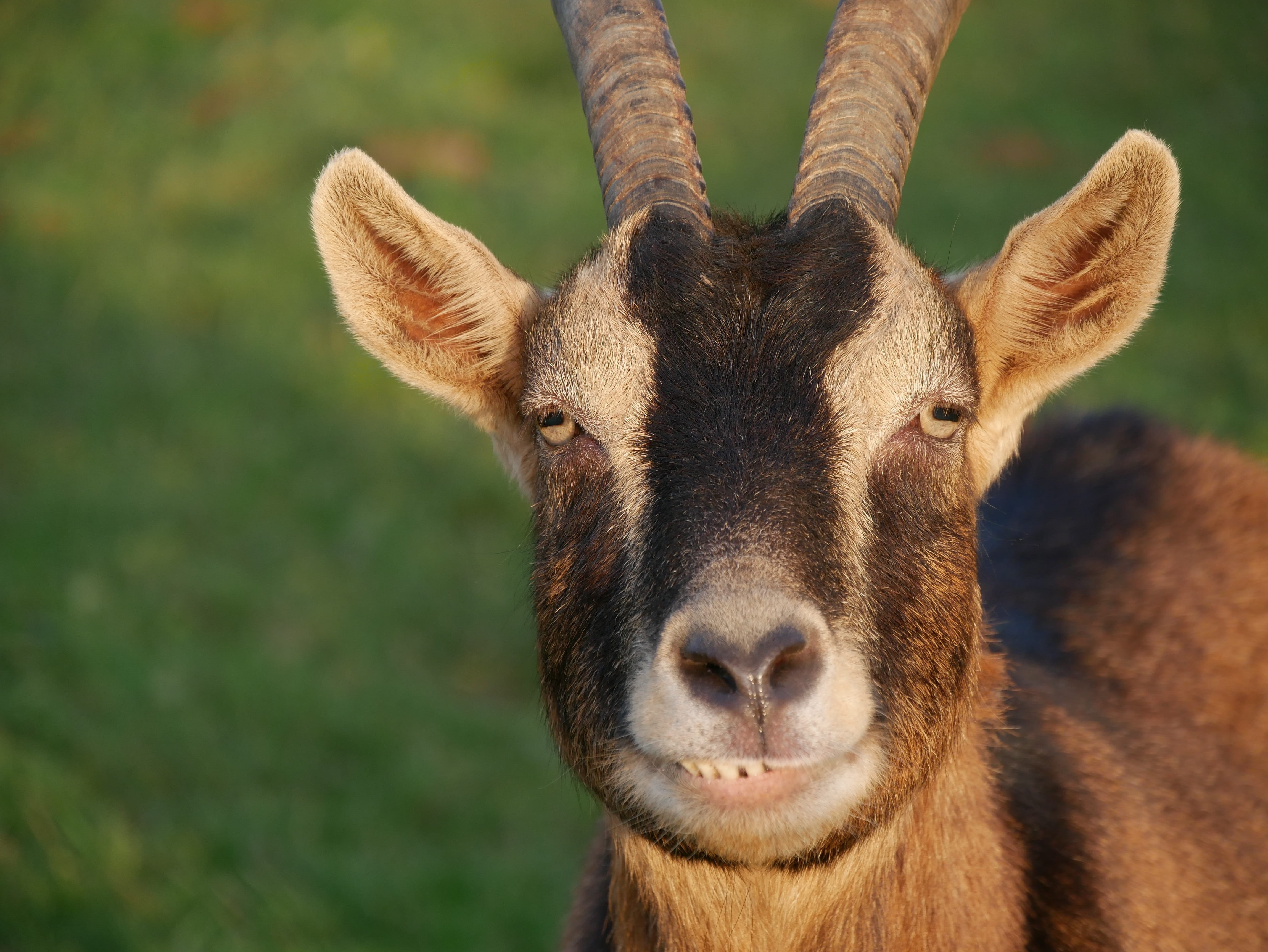 animal head, domestic animals, animal themes, pasture, goat buck, nature, public record, animal, animal wildlife, 4K, brown, mammal, attention, creature, HD Wallpaper