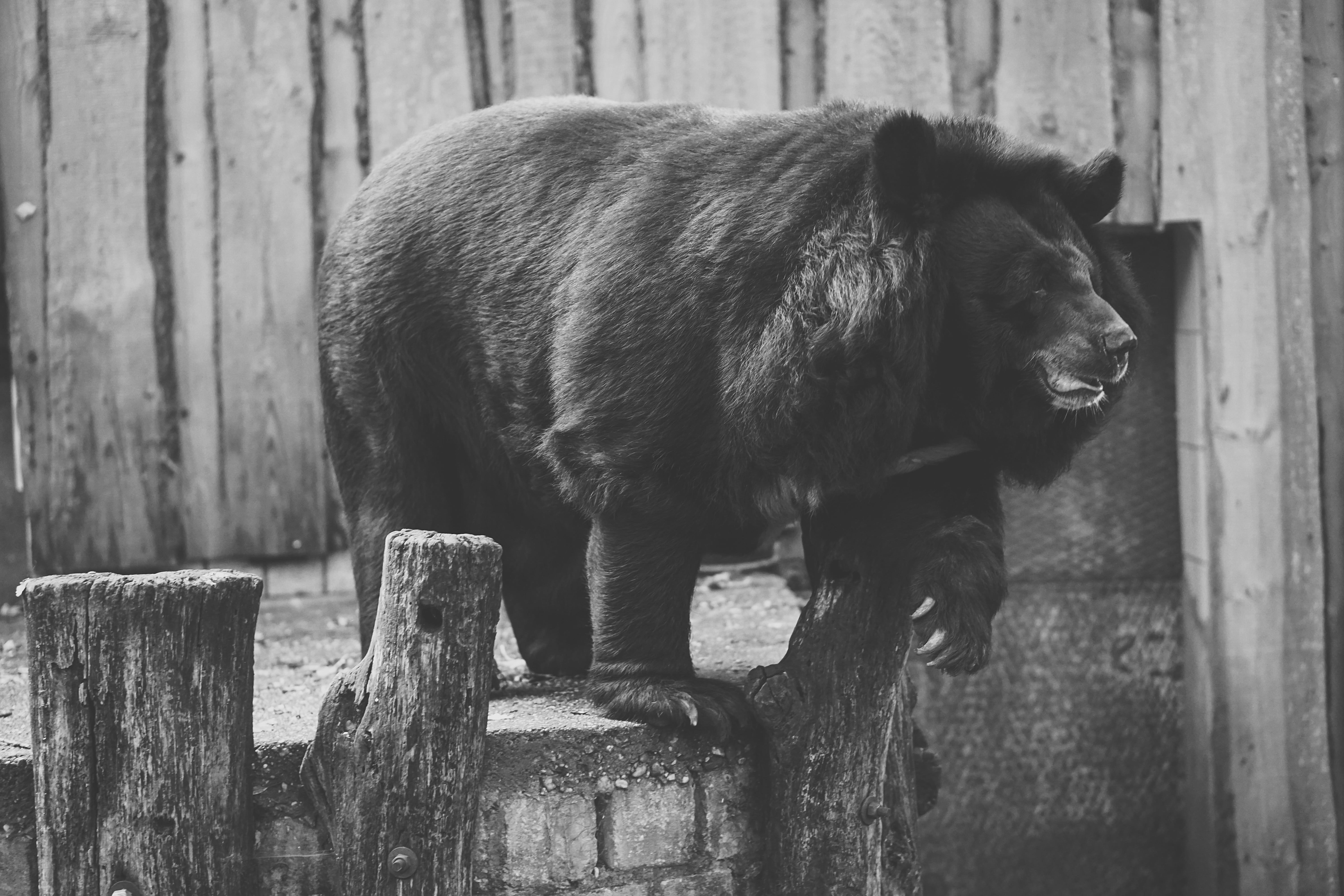 standing, powerful, vertebrate, animal wildlife, caught, 5K, herbivorous, wood - material, nature, bear, creature, no people, black and white, wildlife photography, HD Wallpaper