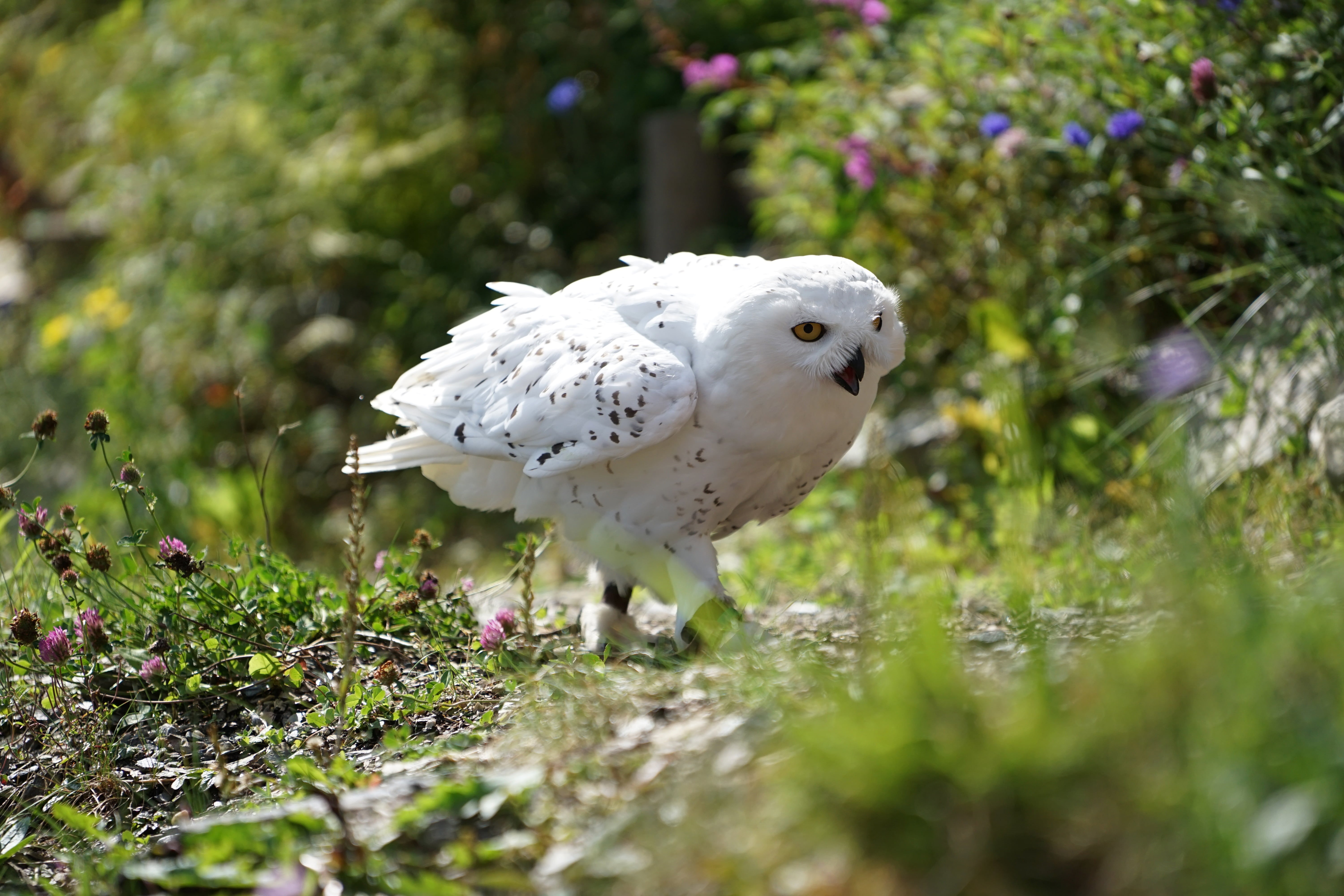 night active, raptor, mautern, white, wild mountain, dove - bird, shallow, 5K, land, bird of prey, beauty in nature, one animal, growth, wildlife, bird, HD Wallpaper