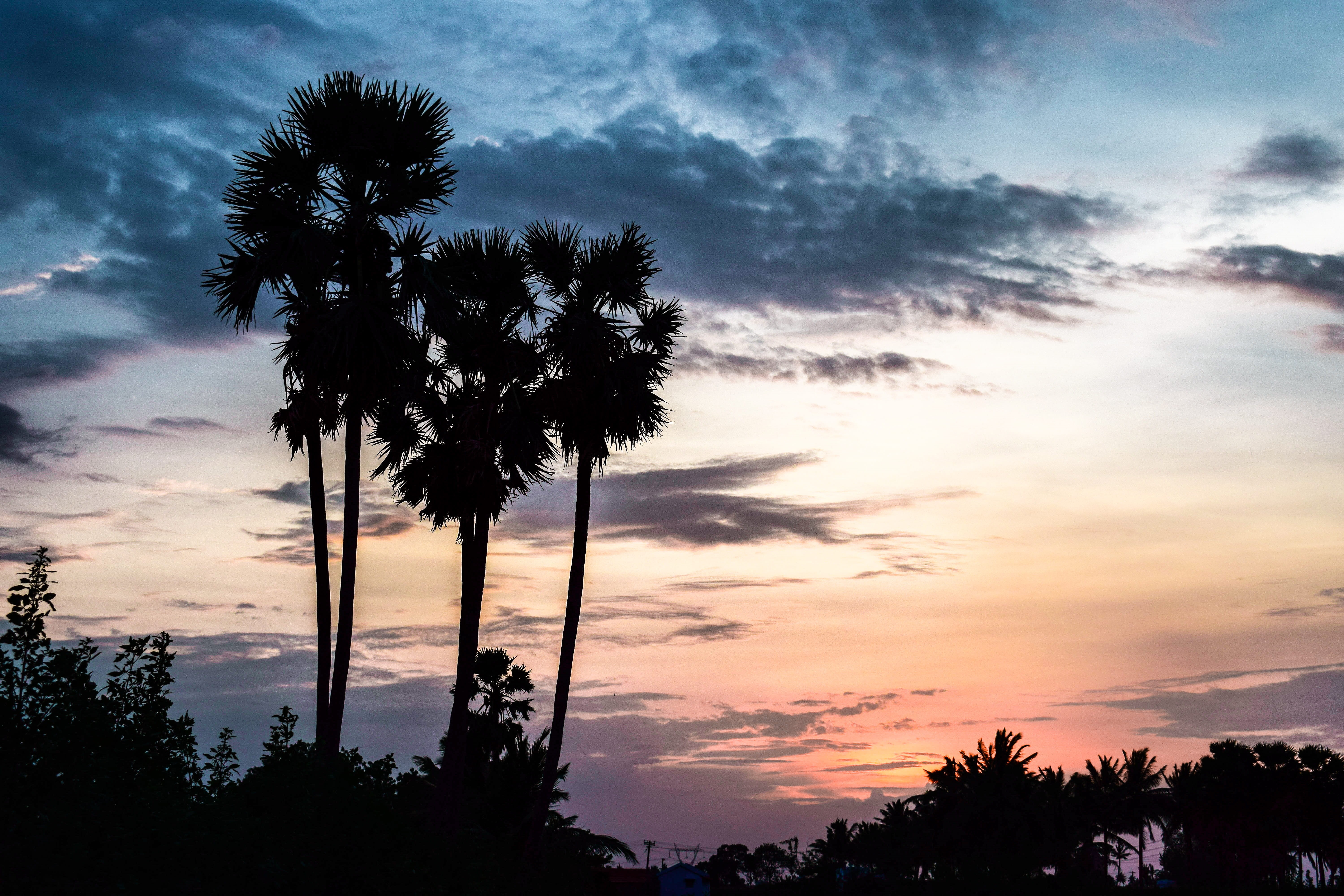 tamil nadu, 5K, forest, coconut palm tree, tree, no people, orange color, idyllic, plant, tropical climate, india, nature, silhouette, dramatic sky, tropical tree, HD Wallpaper