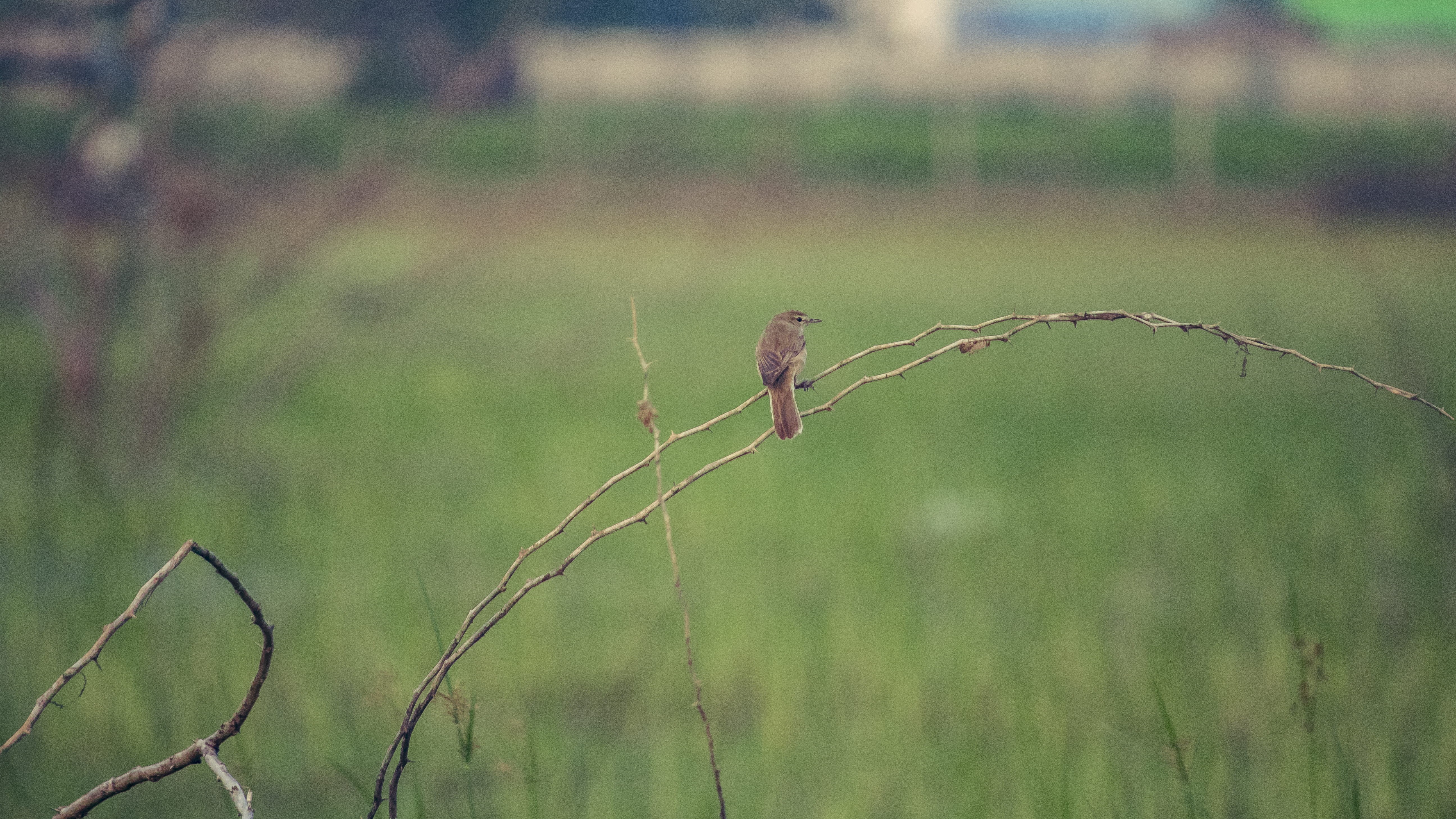 plant, selective focus, one animal, focus on foreground, animals in the wild, no people, greenery, day, perching, vertebrate, growth, bird, animal wildlife, HD Wallpaper