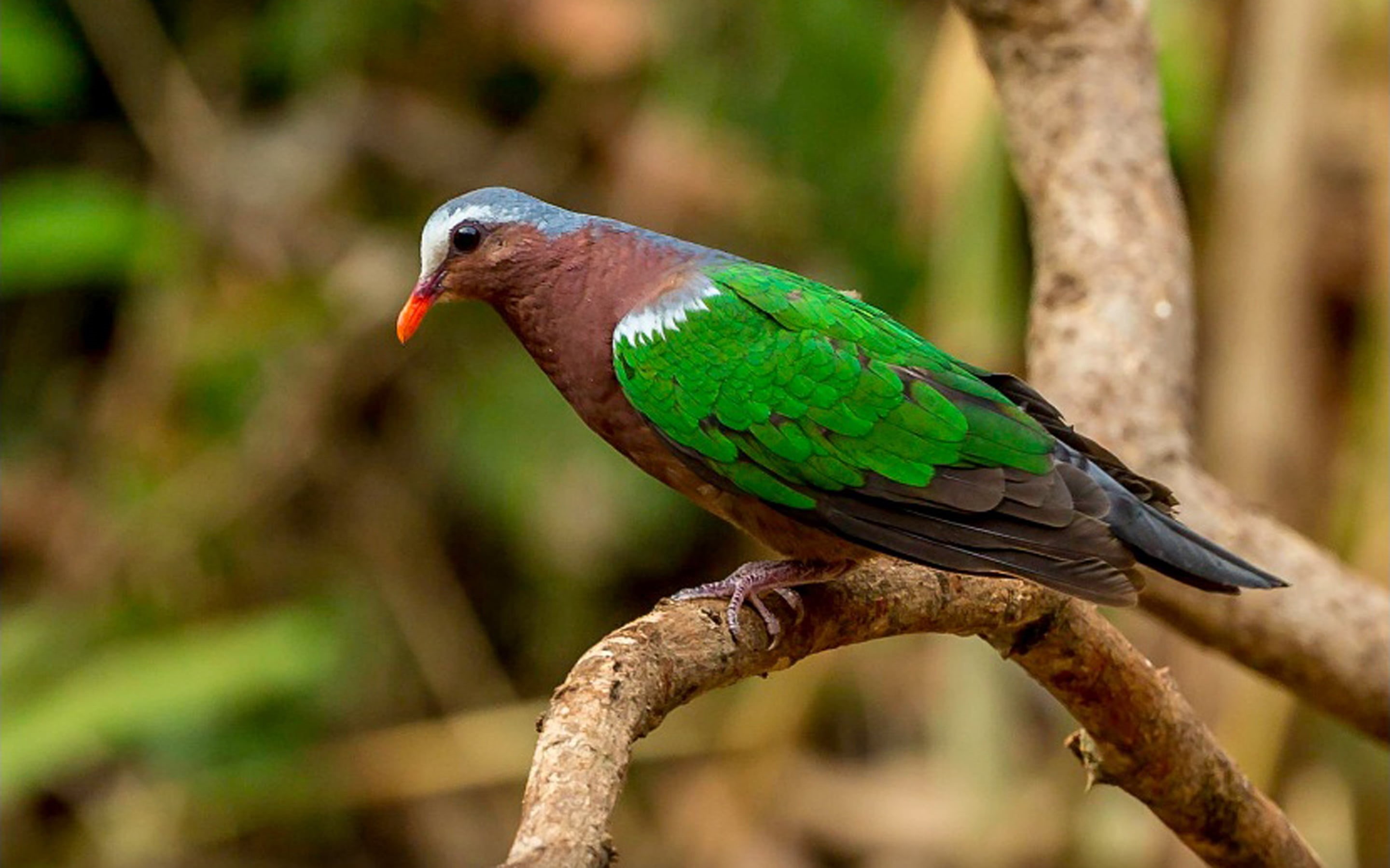outdoors, plant, bird, profile view, no people, tamil, indian, one animal, part, nadu, dove, tree, green color, state, integral, animal, animal themes, HD Wallpaper