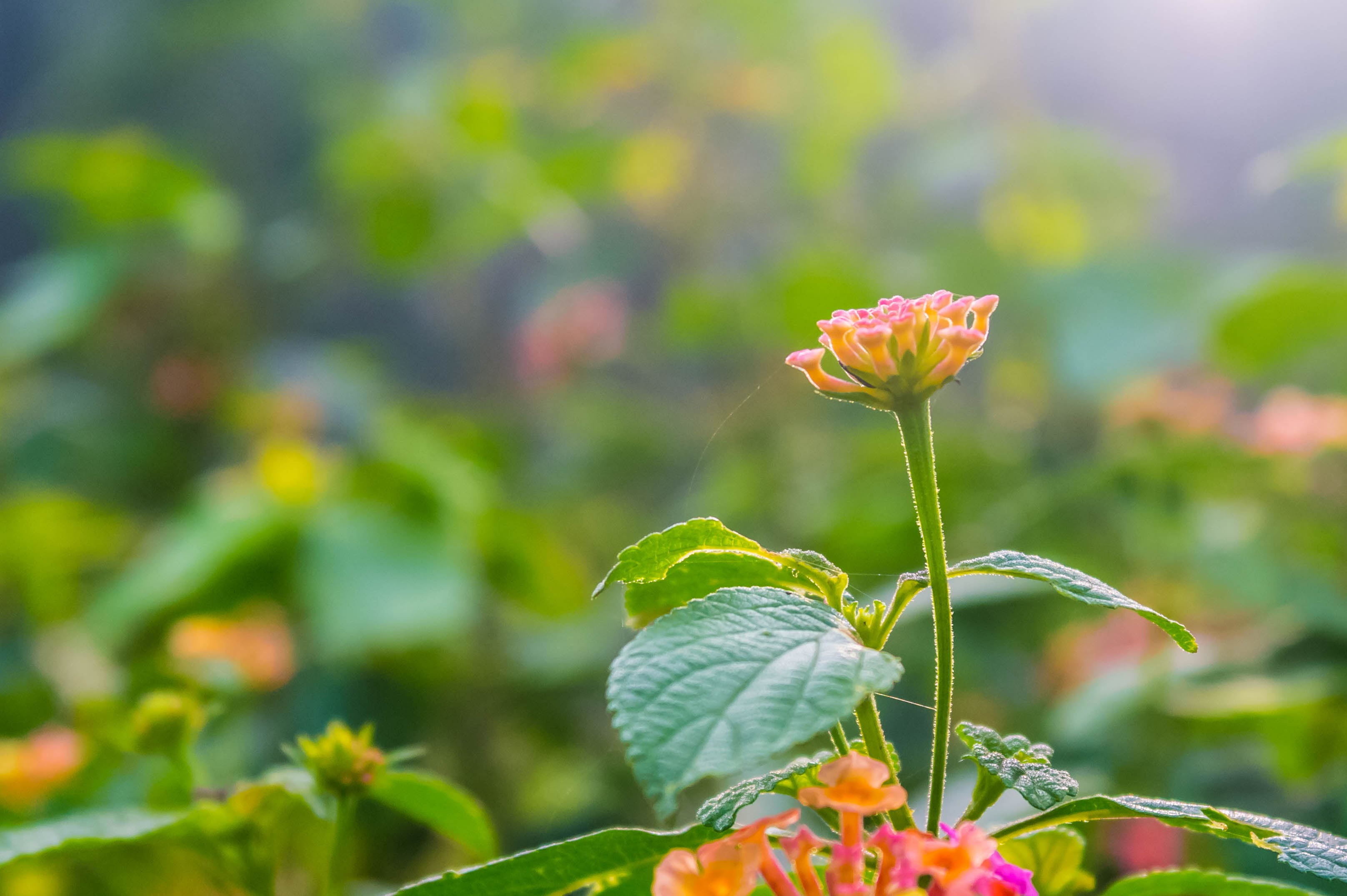 Leaf, 2K, Kumaravel, India, Samsung NX100, DOF, Kumar, Lantana Camara, Crop, camara, Sirumalai, Legacy, close up, lantana, summer, daytime, close, Flower, HD Wallpaper
