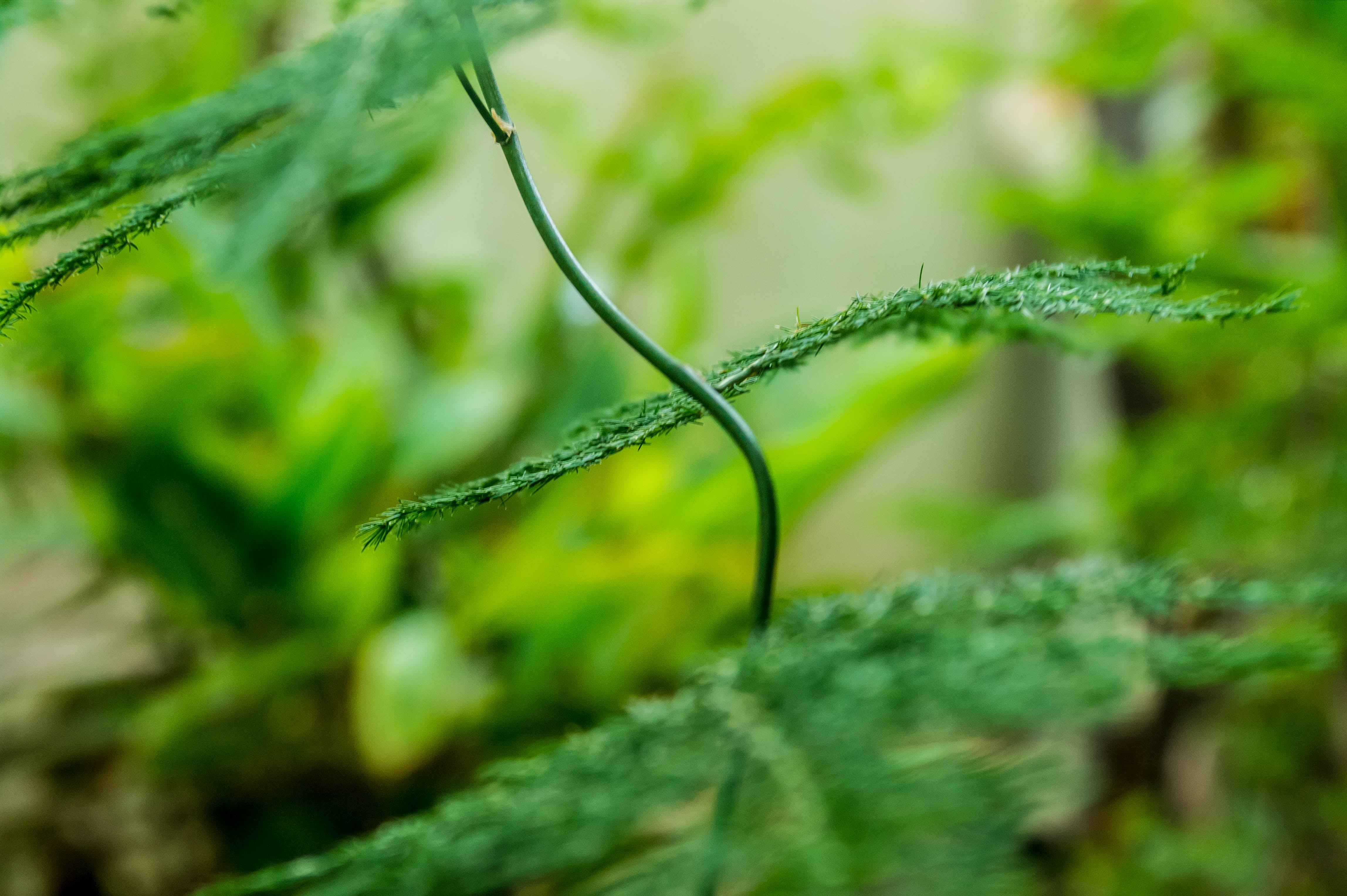 Bokeh, nature, green plant, green Color, 4K, plant, freshness, Tamil Nadu, Samsung NX, Madurai, green, Samsung NX100, leaf, Art  green, photography, Kumaravel, HD Wallpaper