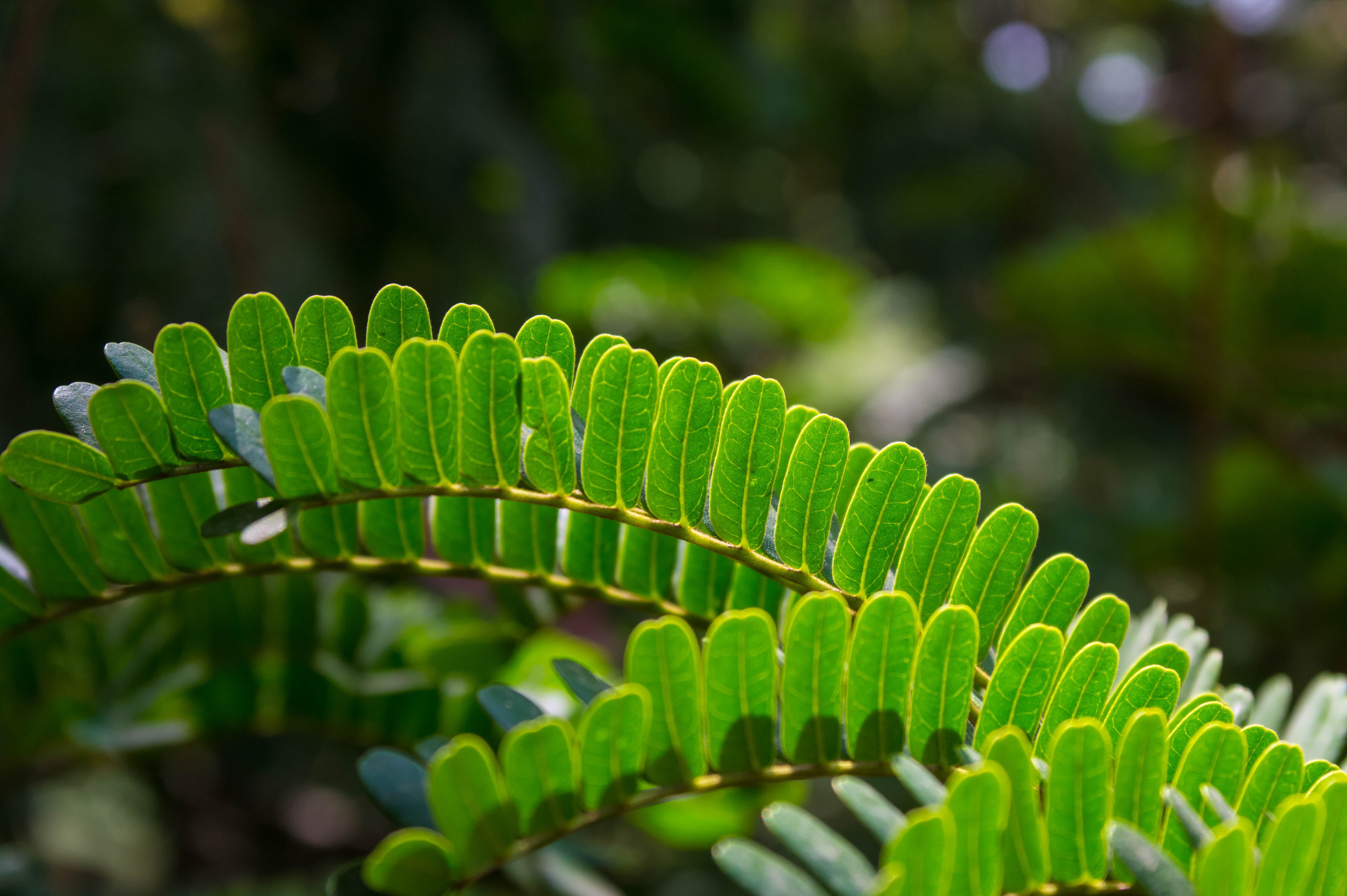 close up, plant, macro, Leaf, LRCC, Manual Focus, 4K, Kumaravel, Bokeh, Closeup, Chennai, botany, close-up, backgrounds, shameplant, close, freshness, HD Wallpaper