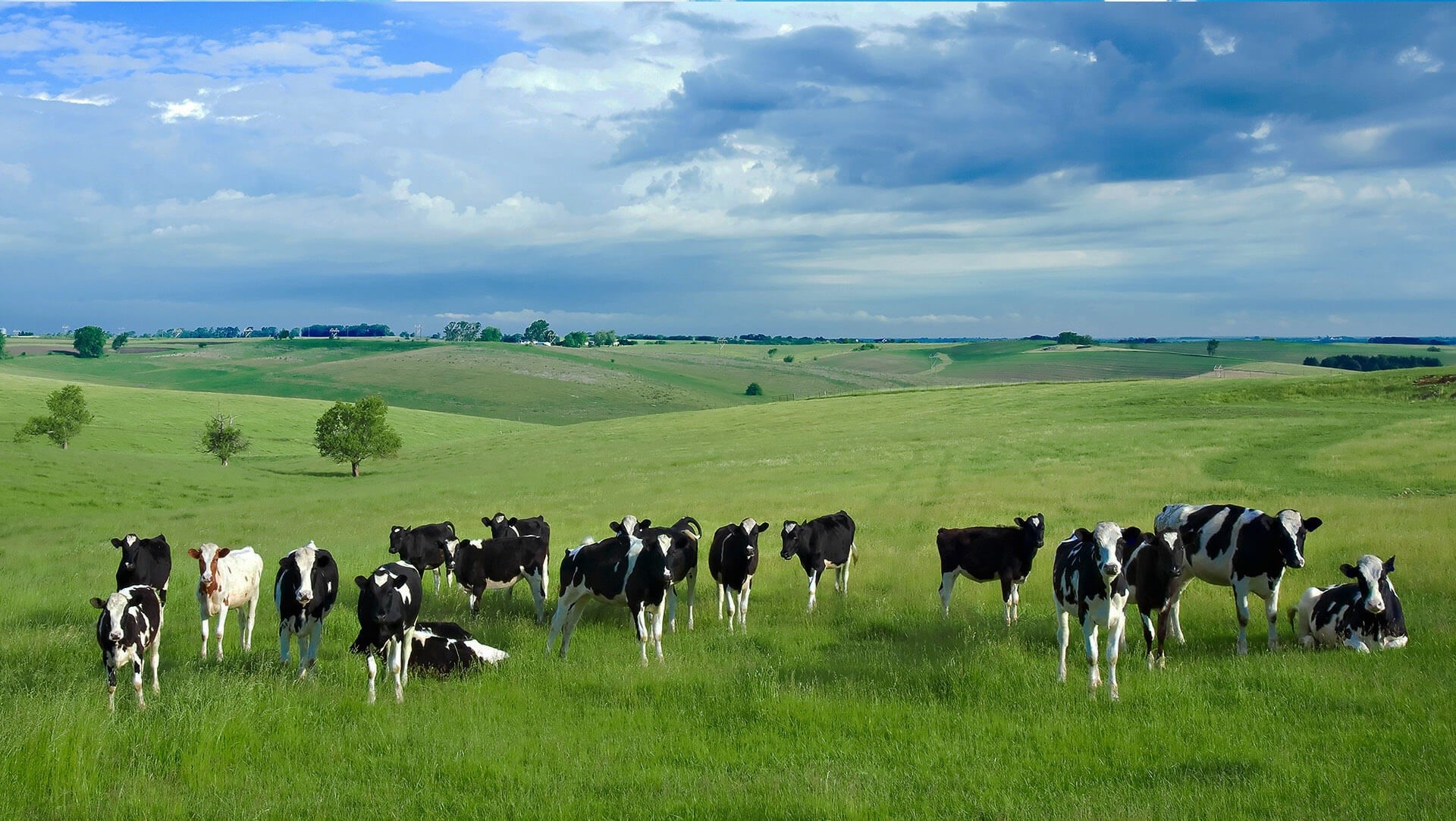 domestic, pets, cattle, livestock, outdoors, herd, nature, rural scene, natural milk in coimbatore, natural milk products in coimbatore, natural milk coimbatore, HD Wallpaper