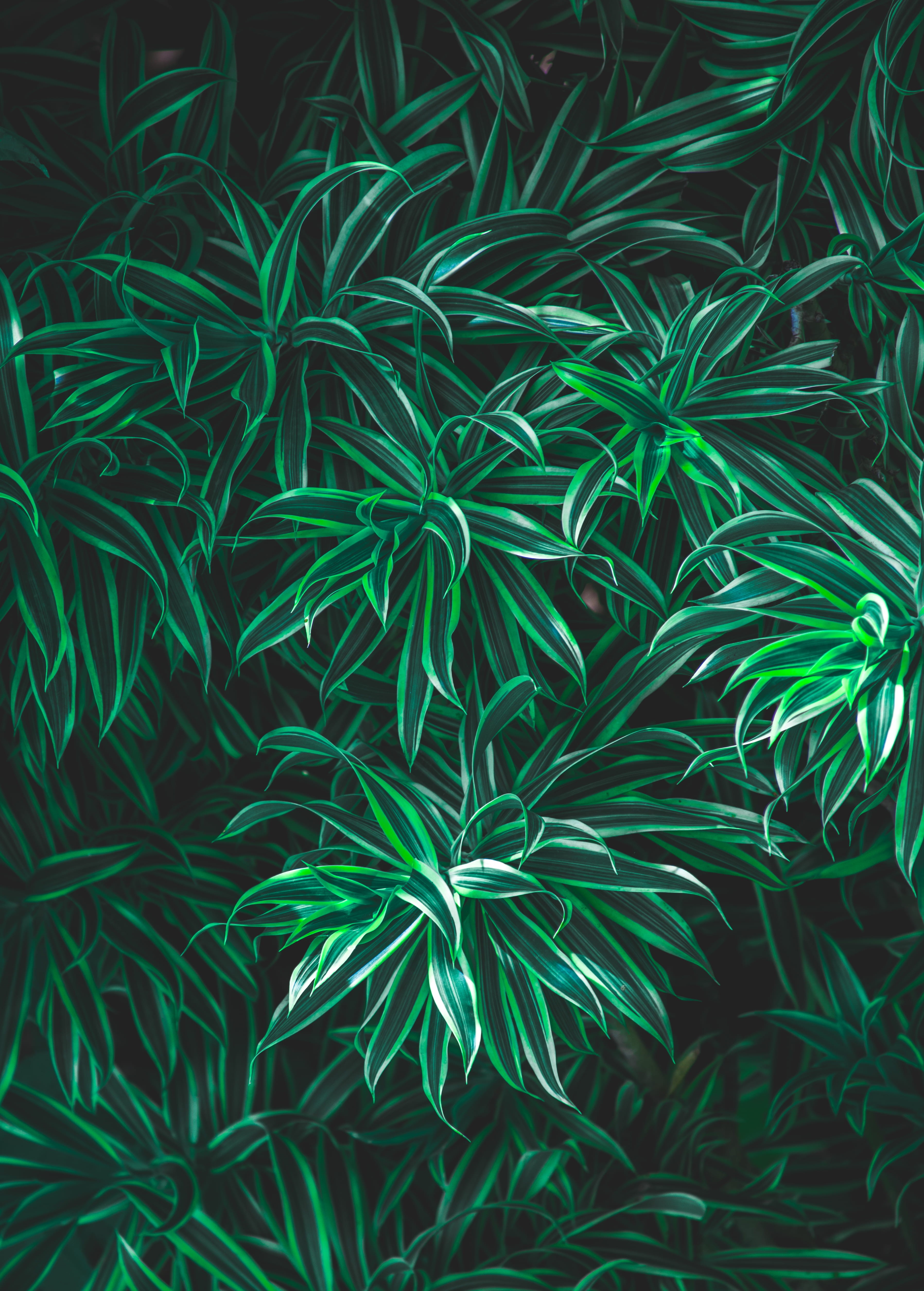 green color, 4K, turquoise colored, beauty in nature, tranquility, backgrounds, cluster, close-up, growth, underwater, coimbatore, green, high angle view, Phone HD Wallpaper