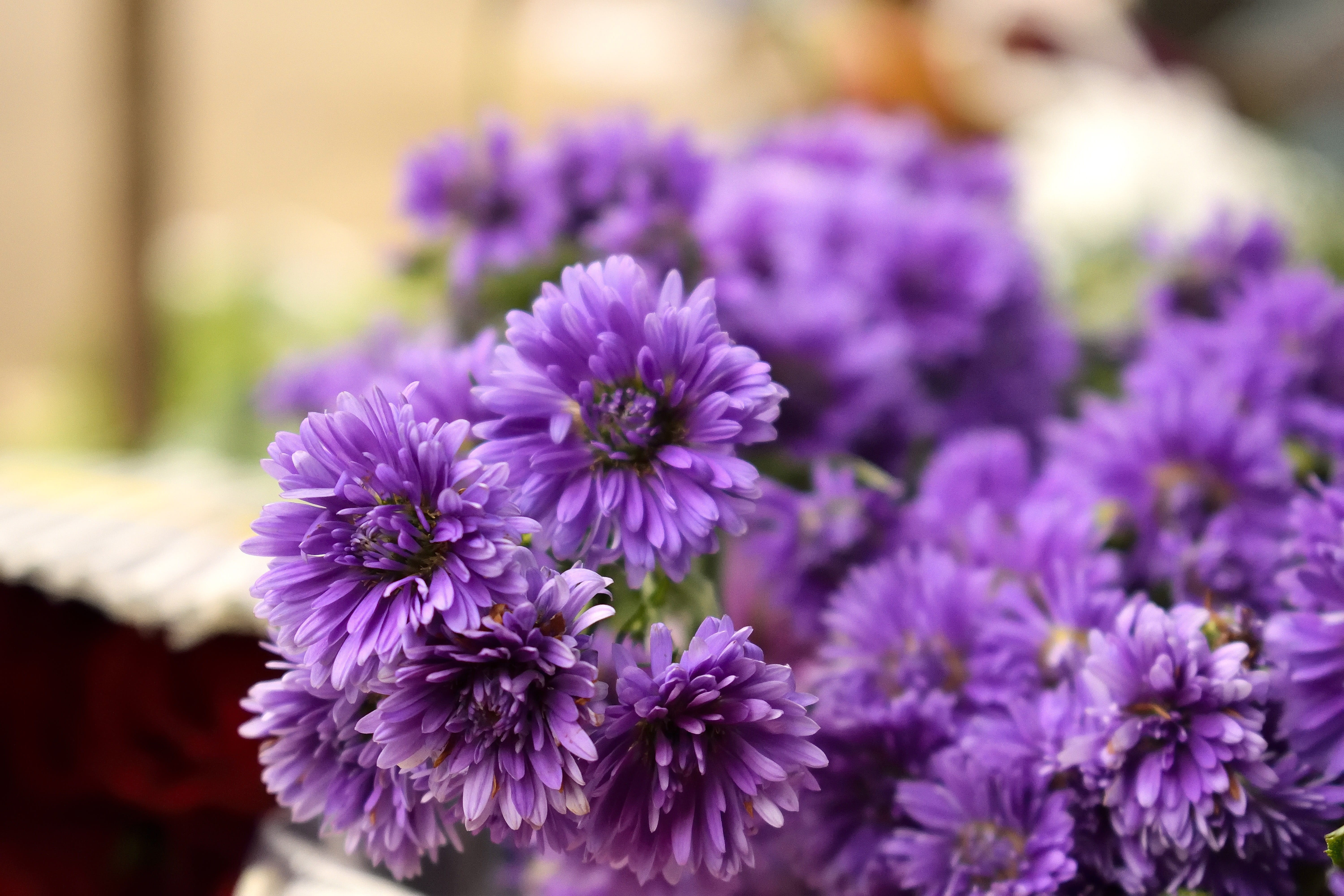 flower arrangement, blossom, petal, selective focus, flowermarket, nature, india, growth, plant, springtime, purple, flower, outdoors, beauty in nature, HD Wallpaper