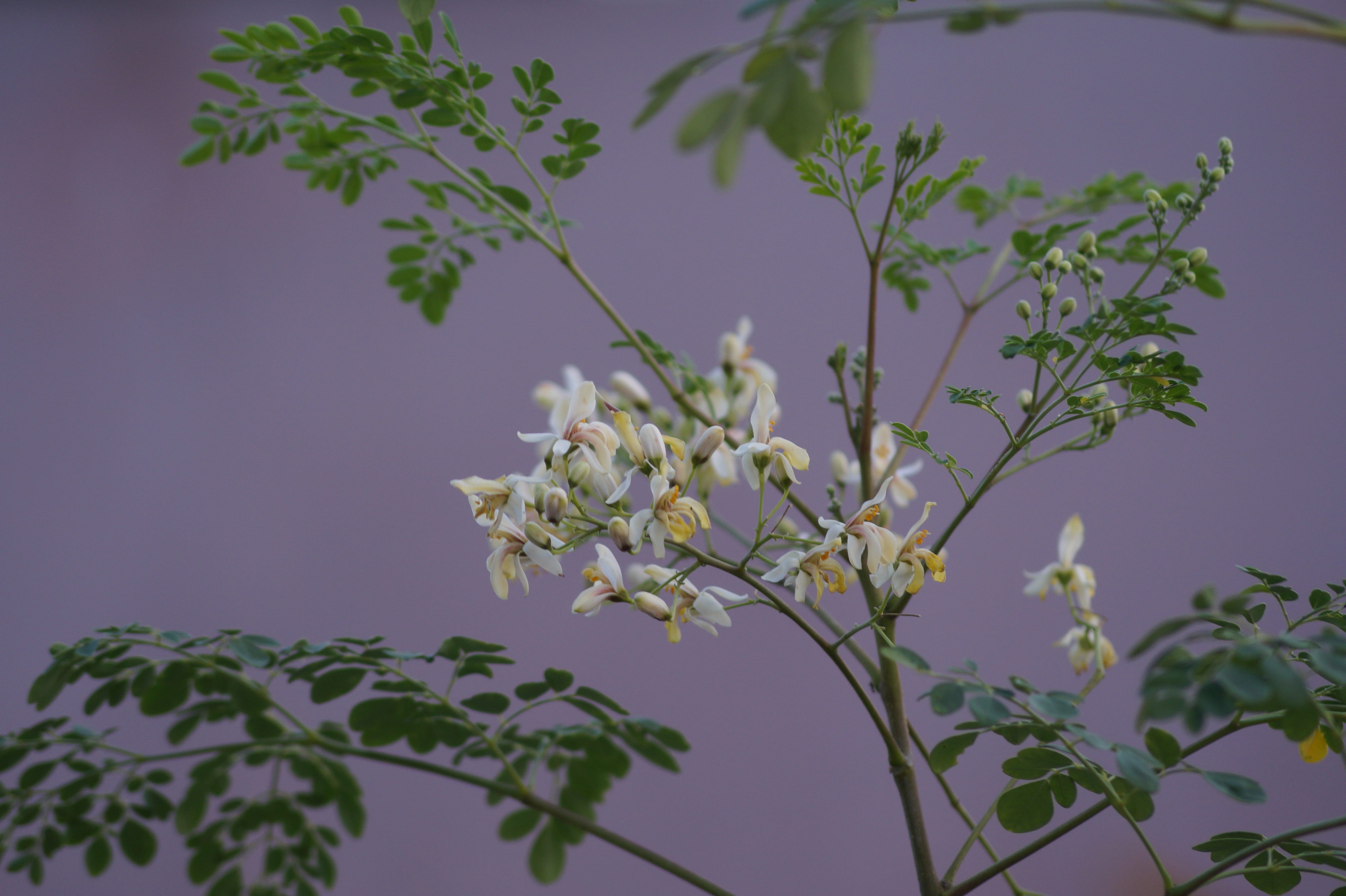 freshness, growth, beautiful, closeup, lilac, outdoors, leaves, tree, petal, tamilnadu, branch, beauty, no people, plant part, nature, day, trees, 5K, HD Wallpaper