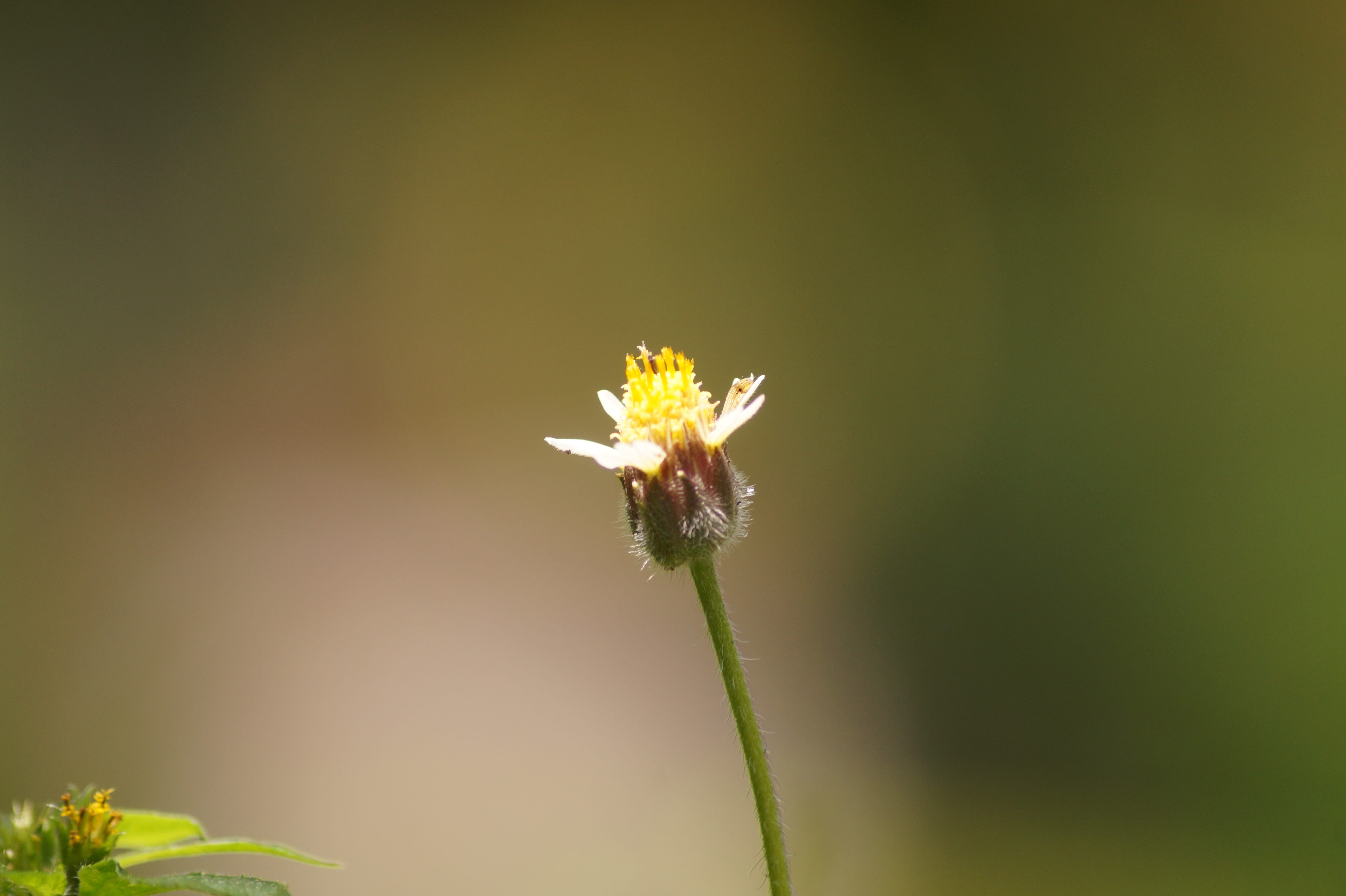 photo, photographer, flower head, no people, beauty in nature, metupalayam, nature, armature, flowering plant, day, outdoor, focus on foreground, green, HD Wallpaper