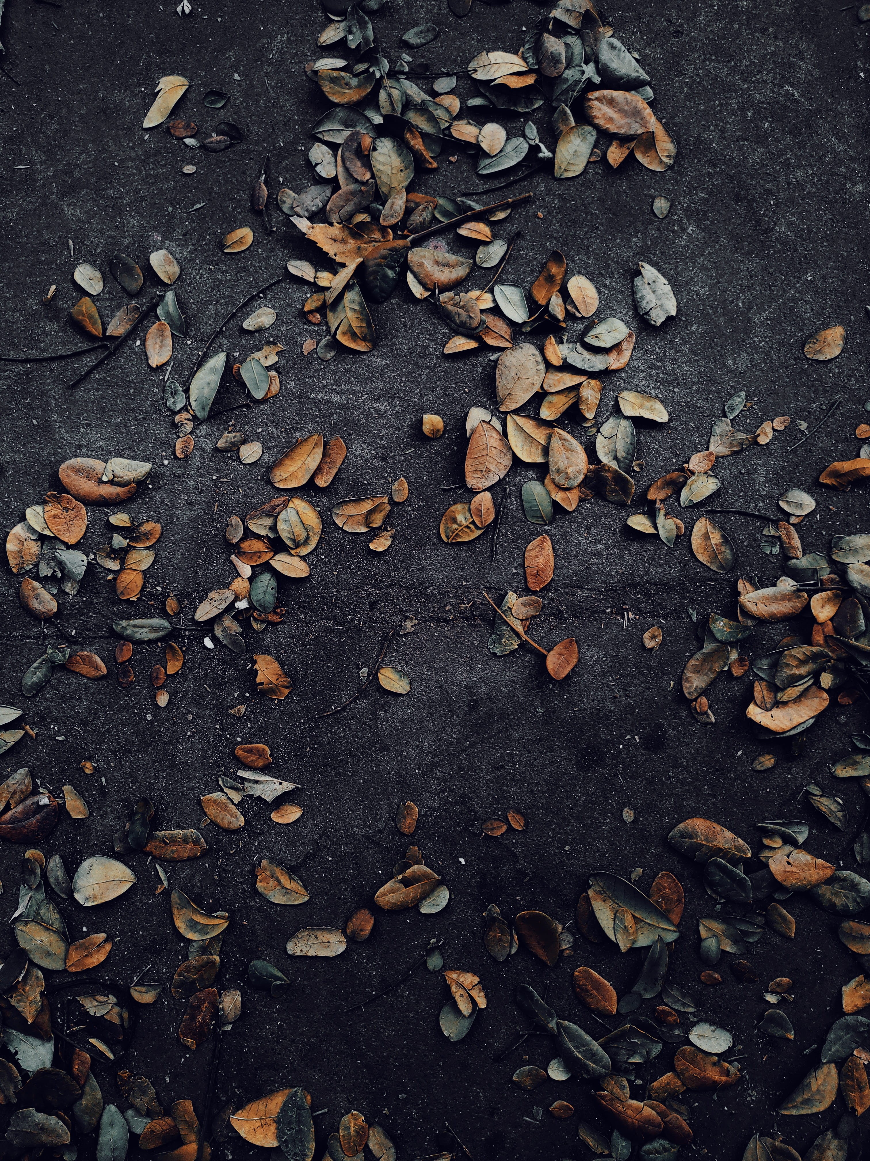 ground, meal, sesame, 193, food and drink, coimbatore, tree, abundance, high angle view, close-up, autumn, 4K, day, chocolate, india, rug, change, plant, Phone HD Wallpaper
