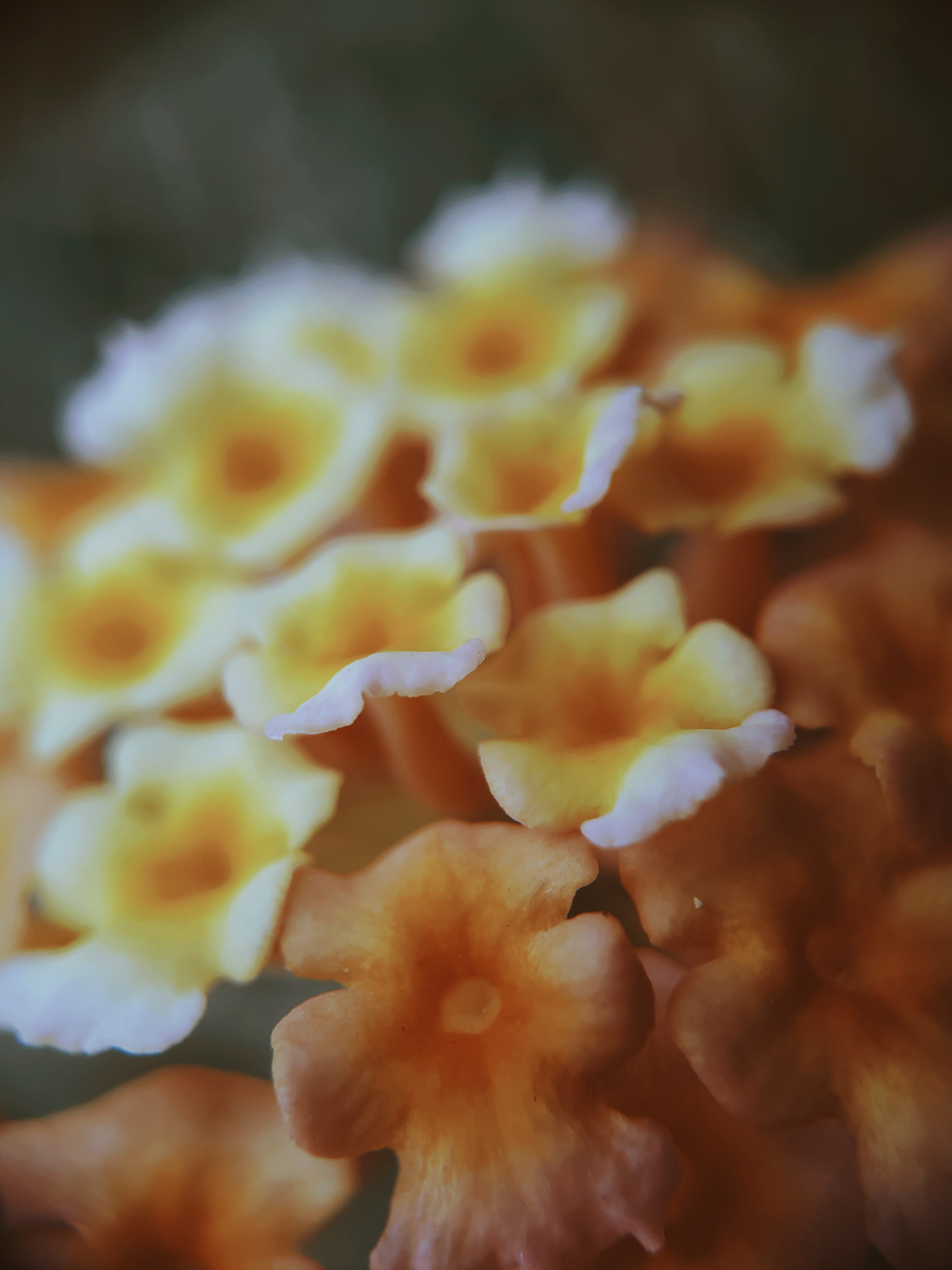 sea, sea life, backgrounds, beauty in nature, blossom, fragility, selective focus, yellow, growth, focus on foreground, india, flower head, flower bouquet, Phone HD Wallpaper