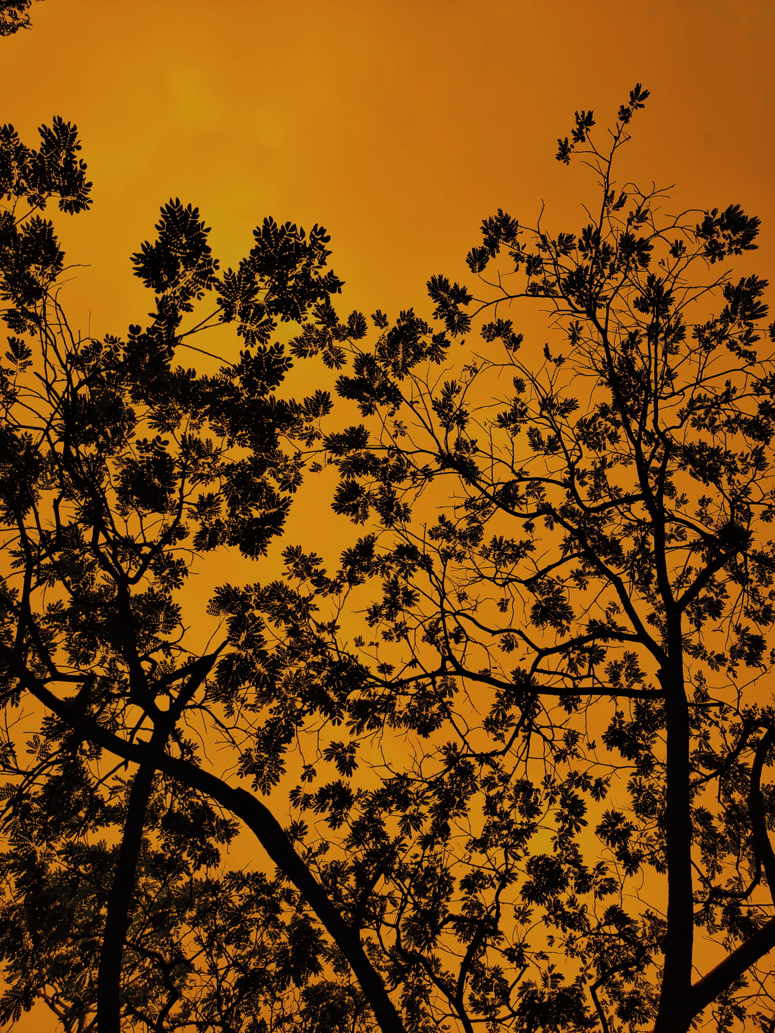 outdoors, silhouette, non-urban scene, light, tranquil scene, no people, bird, flying, india, vegetation, flare, plant, beauty in nature, maple, sunset, Phone HD Wallpaper