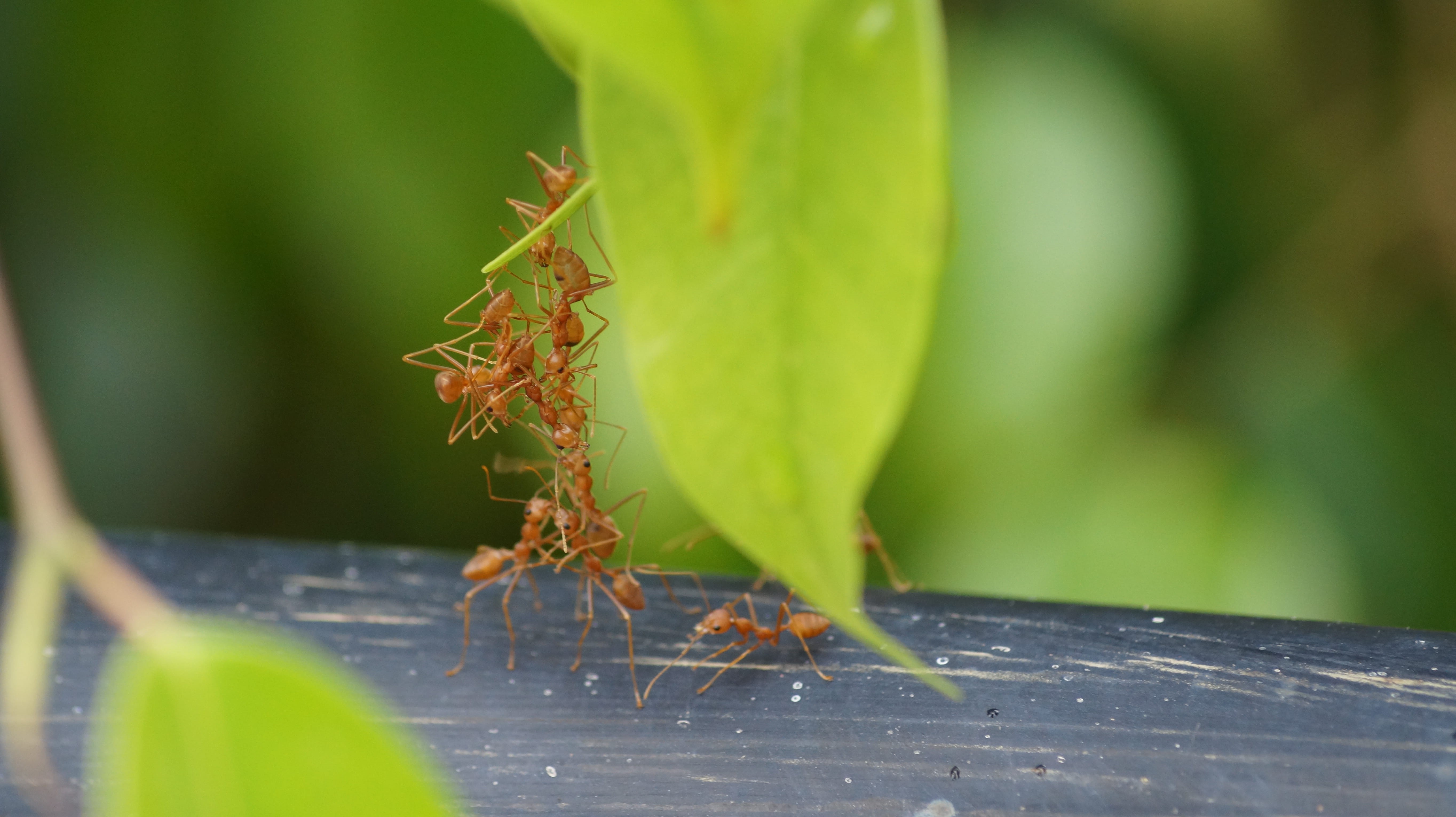 5K, no people, animal wildlife, close-up, animals in the wild, green color, animal, day, selective focus, plant part, insect, india, animal themes, coimbatore, HD Wallpaper