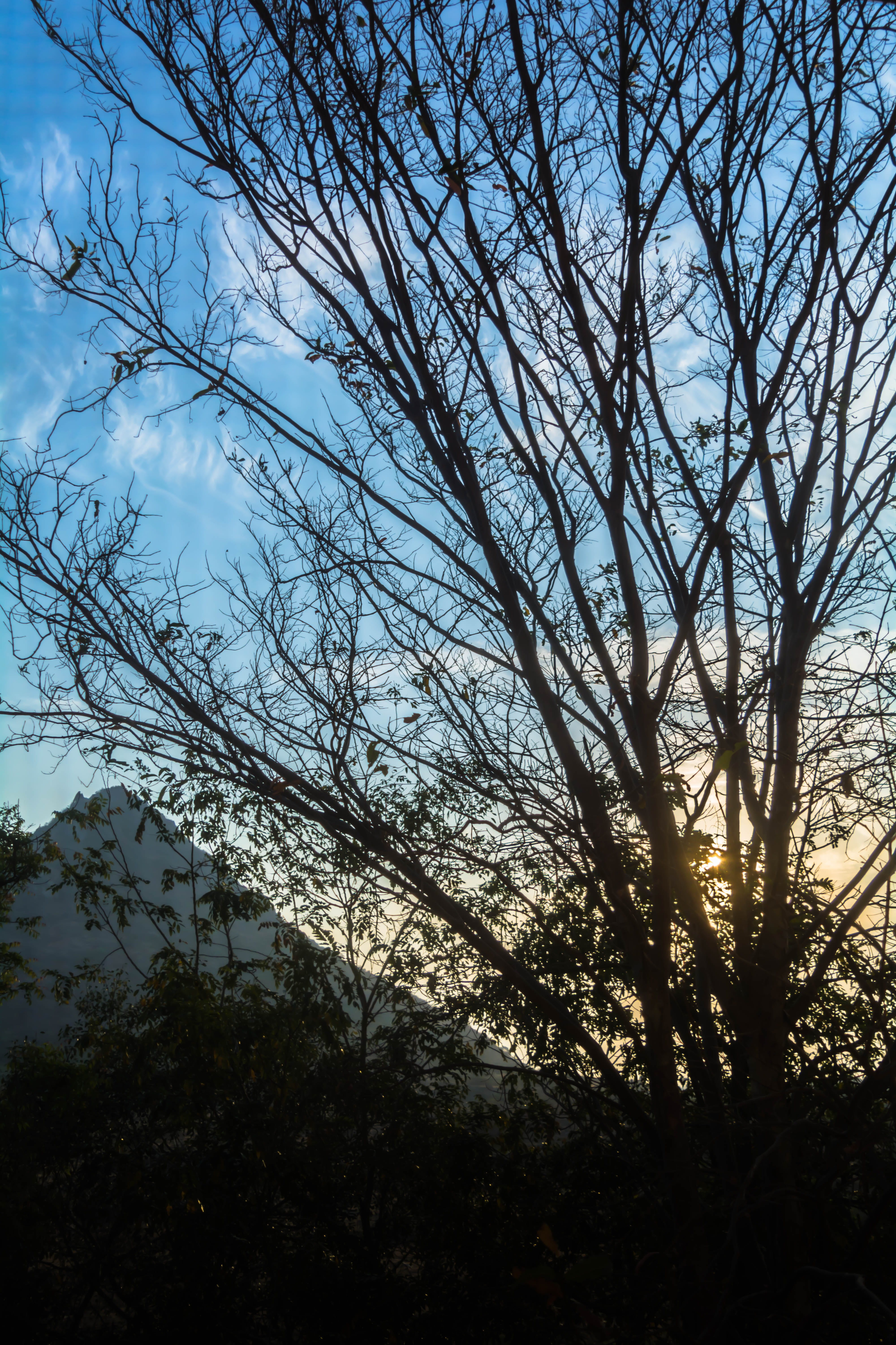 land, tree, sky, silhouette, non-urban scene, cloud - sky, coimbatore, india, sun, 5K, scenics - nature, branch, growth, beauty in nature, low angle view, Phone HD Wallpaper