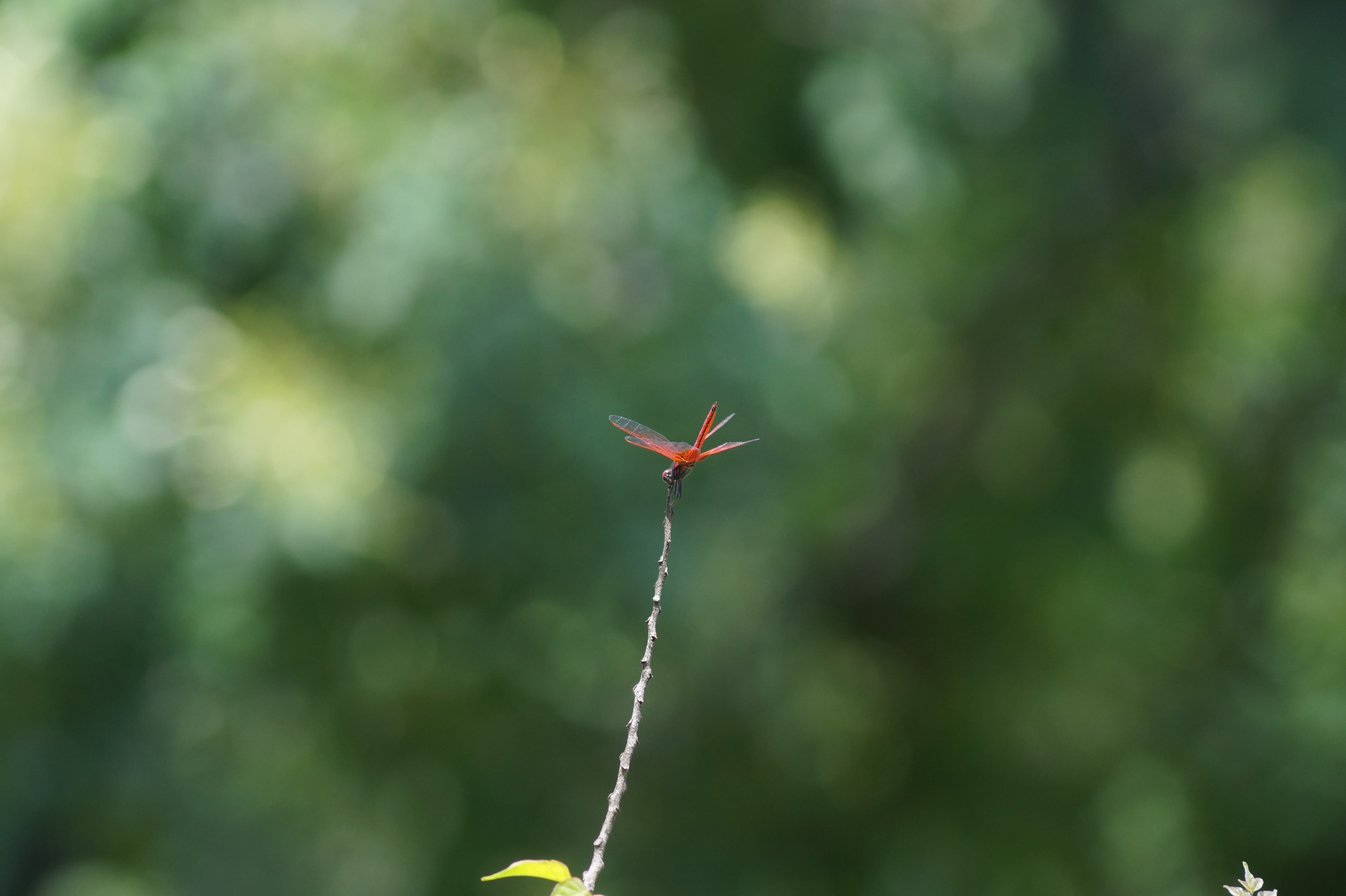 coimbatore, trees, 5K, bud, red, plant, photography, outdoors, animals in the wild, day, green color, beauty in nature, tranquility, india, nature, flowering plant, HD Wallpaper